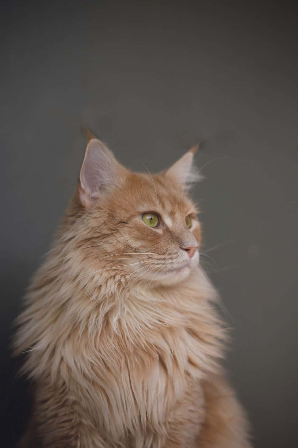Manx cat, fluffy ginger cat, striking green eyes, HD Phone Wallpaper