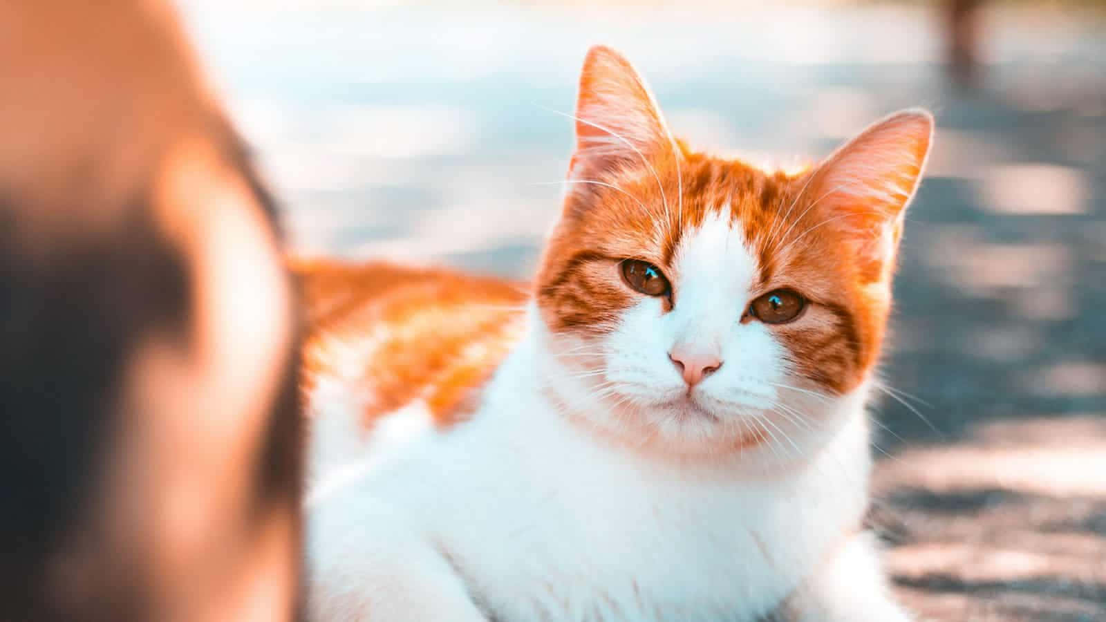 Manx Cat, orange and white, soft fur, HD Desktop Wallpaper