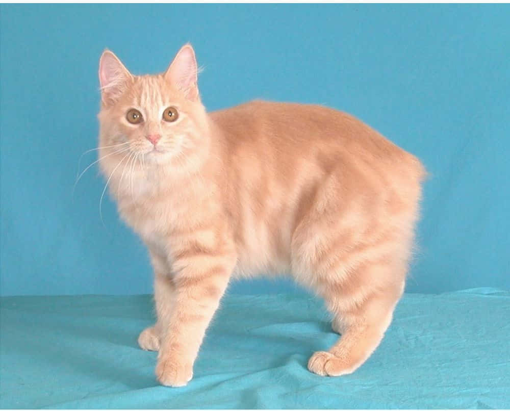 Manx Cat, orange tabby, teal fabric, SD Desktop Wallpaper