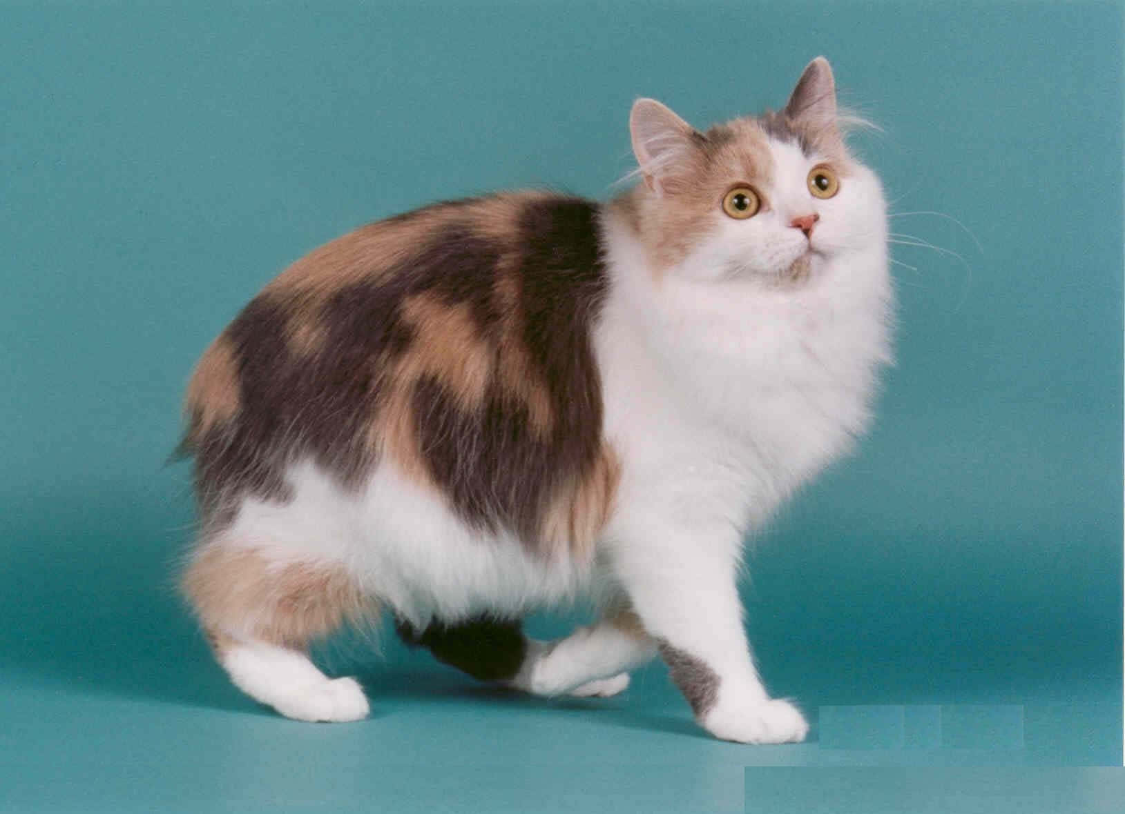 Manx Cat, calico, golden eyes, HD Desktop Wallpaper