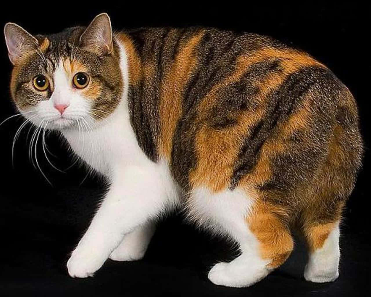 Manx Cat, calico cat, white paws, HD Desktop Wallpaper