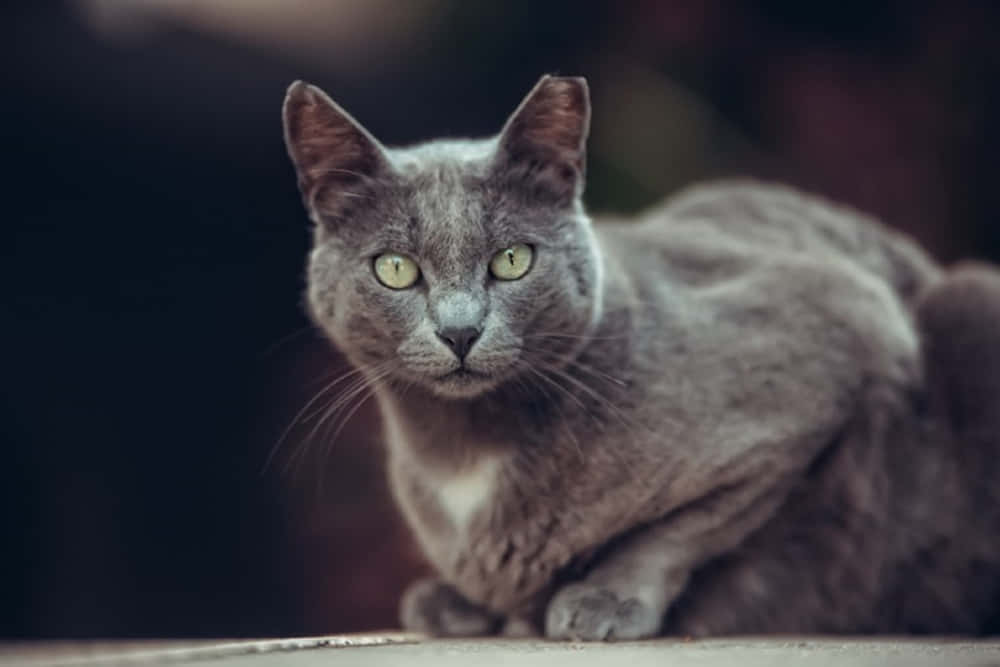 Manx Cat, gray cat, green eyes, SD Desktop Wallpaper