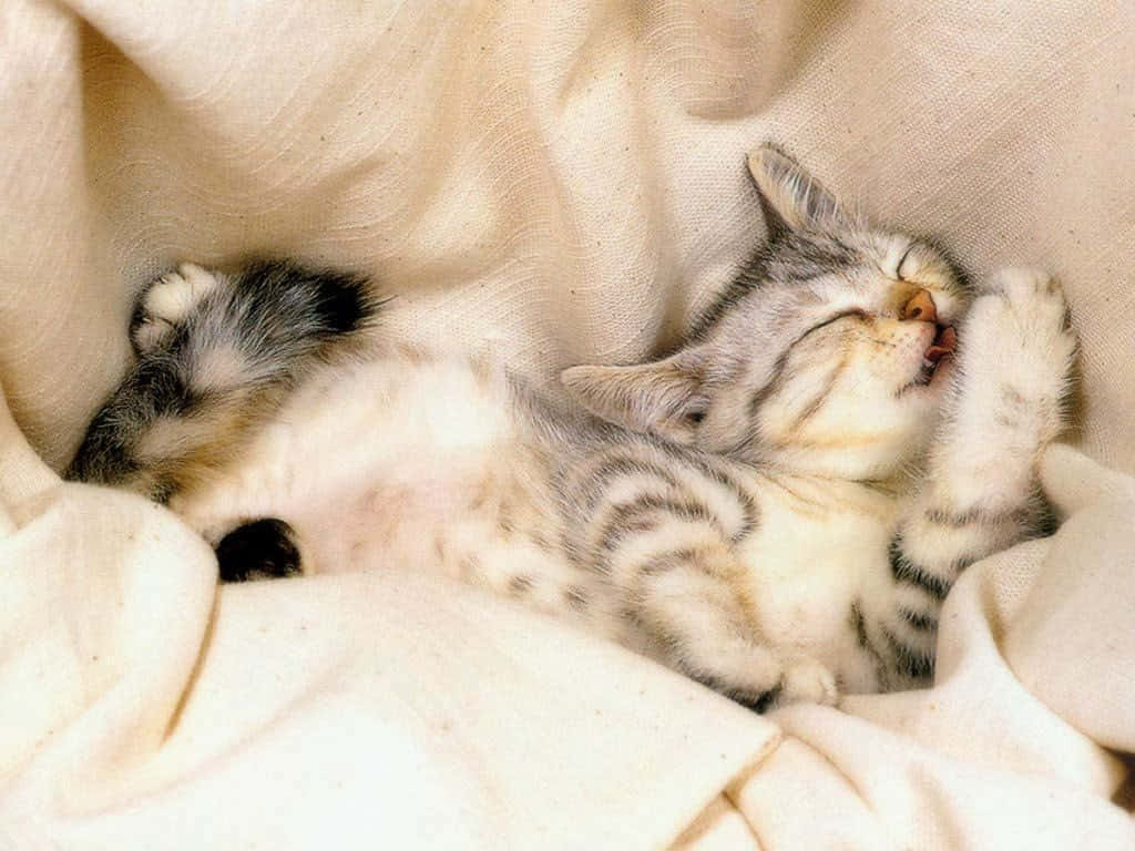 Manx Cat, gray tabby kitten, cream-colored blanket, SD Desktop Wallpaper