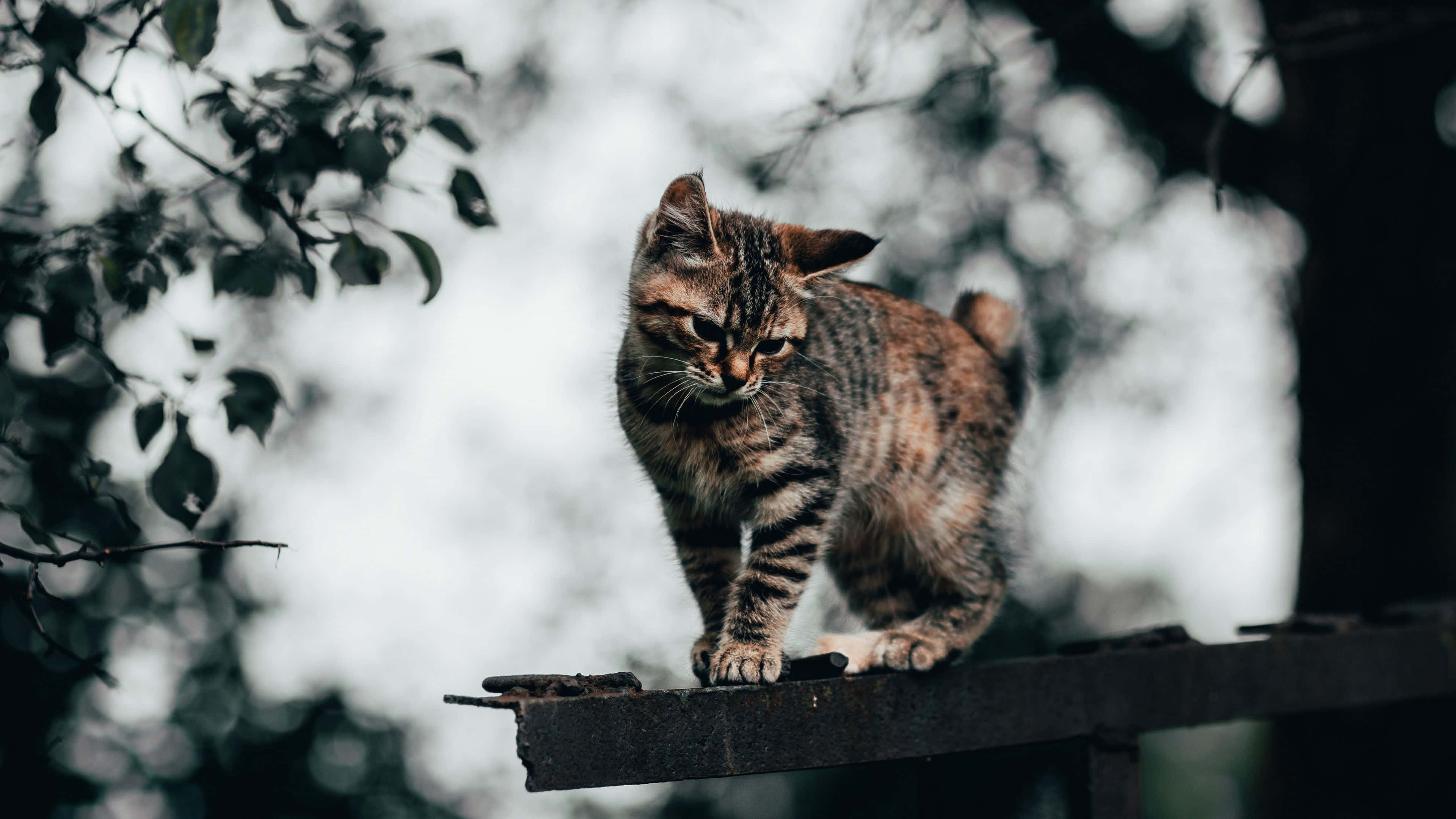 Manx Cat, tabby cat, striped fur, 4K Desktop Wallpaper