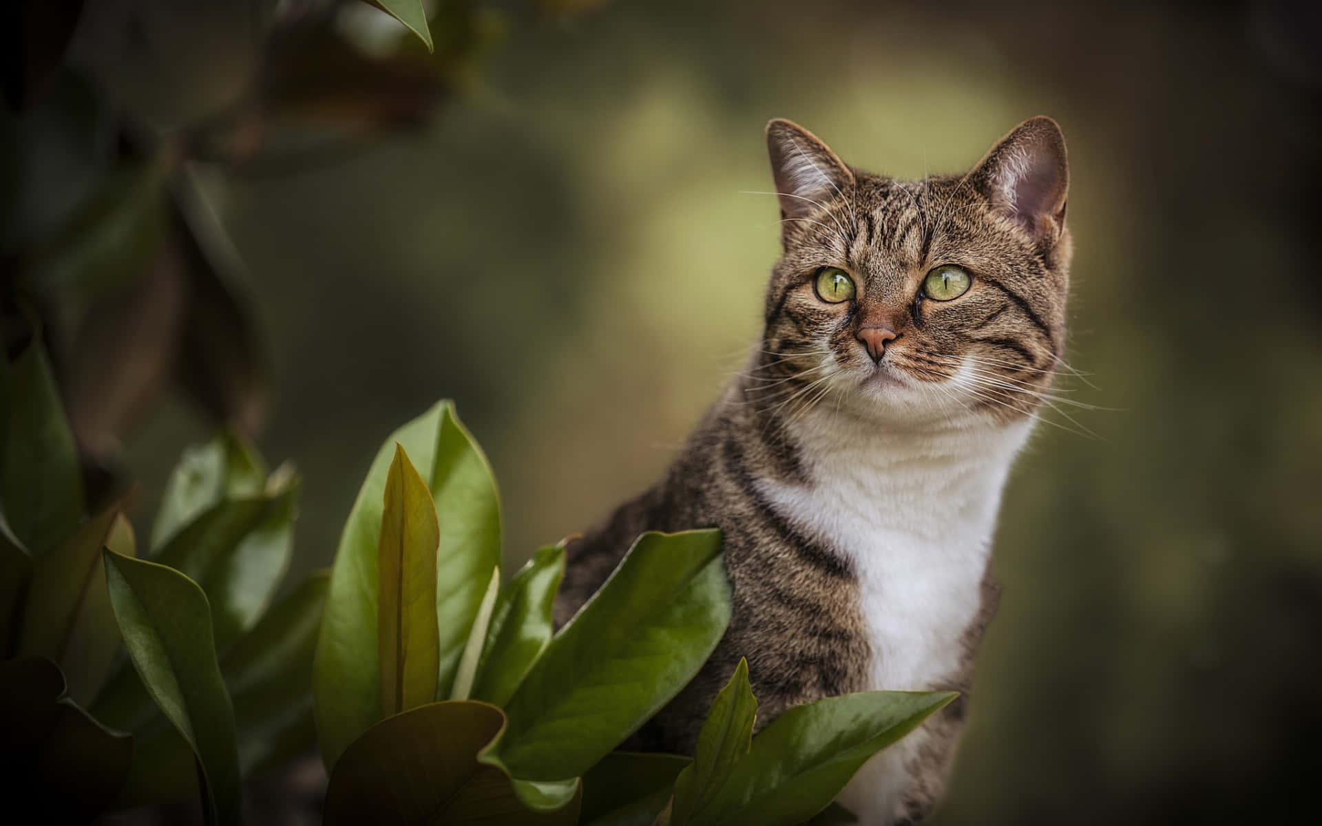Manx Cat, tabby cat, green eyes, Full HD Desktop Wallpaper