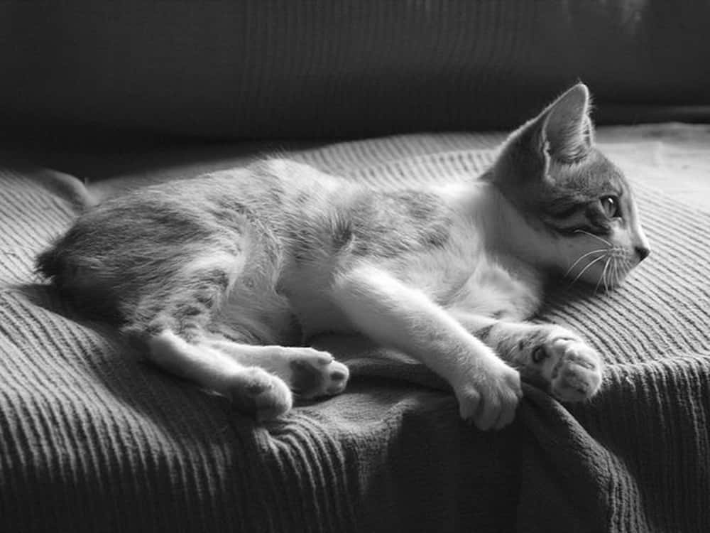 Manx Cat, black and white photo, tabby kitten, SD Desktop Wallpaper