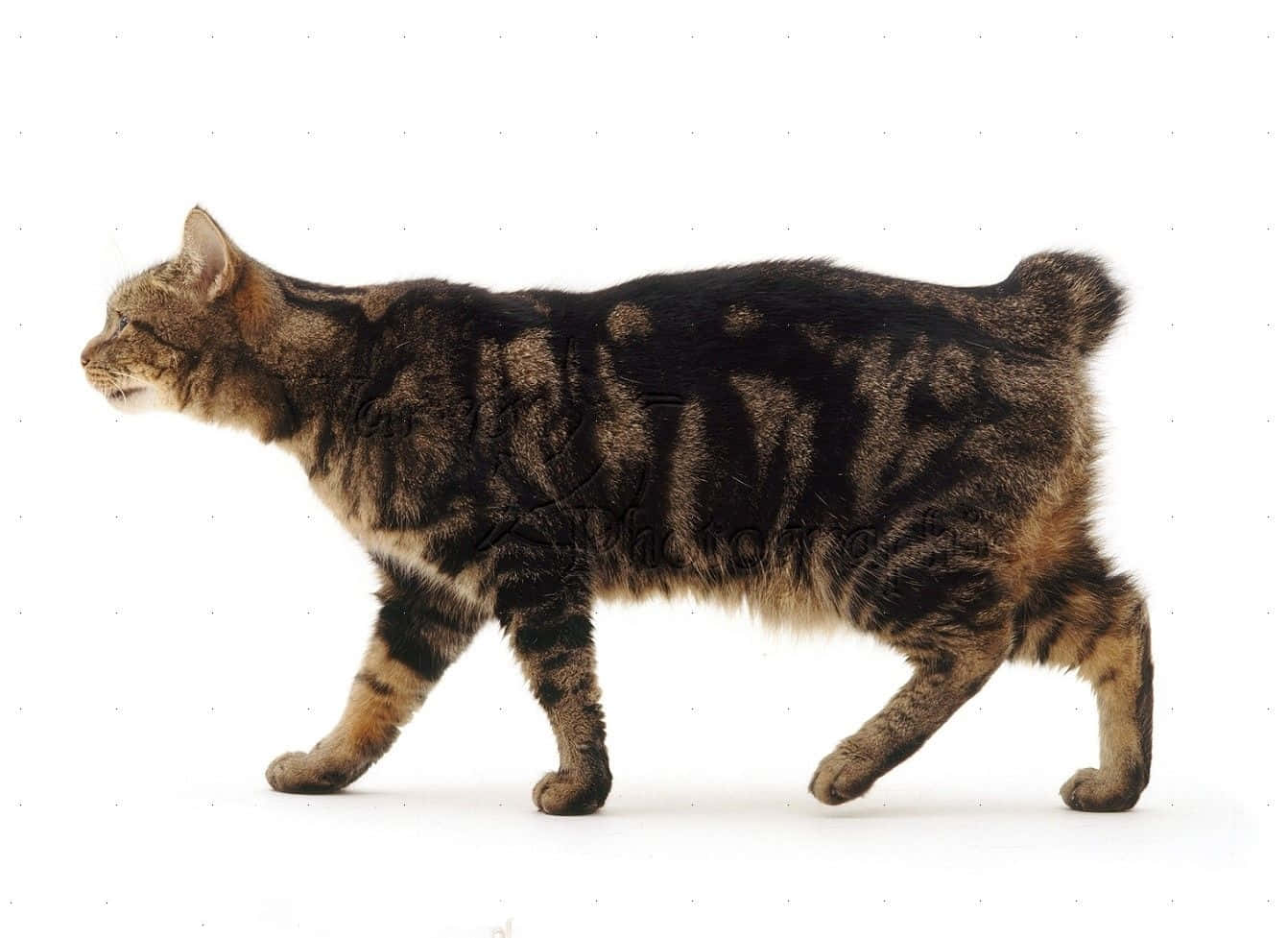 Manx Cat, tabby cat, short tail, HD Desktop Wallpaper