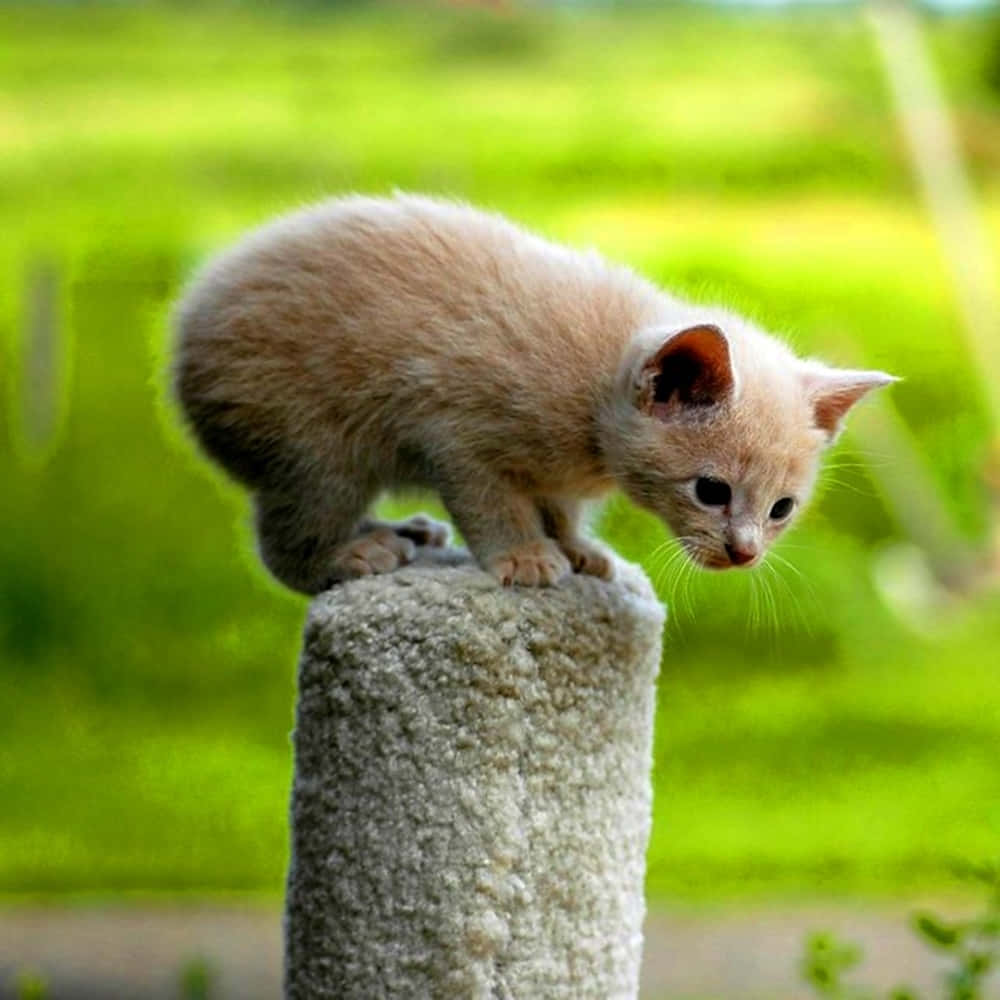Manx Cat, fluffy cream kitten, textured scratching post, SD Desktop Wallpaper