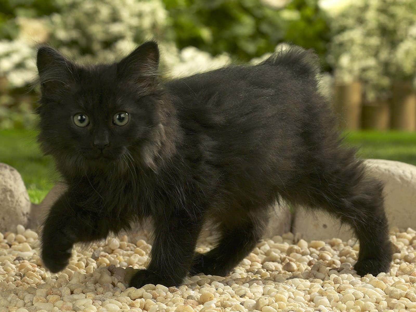 Manx Cat, fluffy black kitten, bright green eyes, HD Desktop Wallpaper