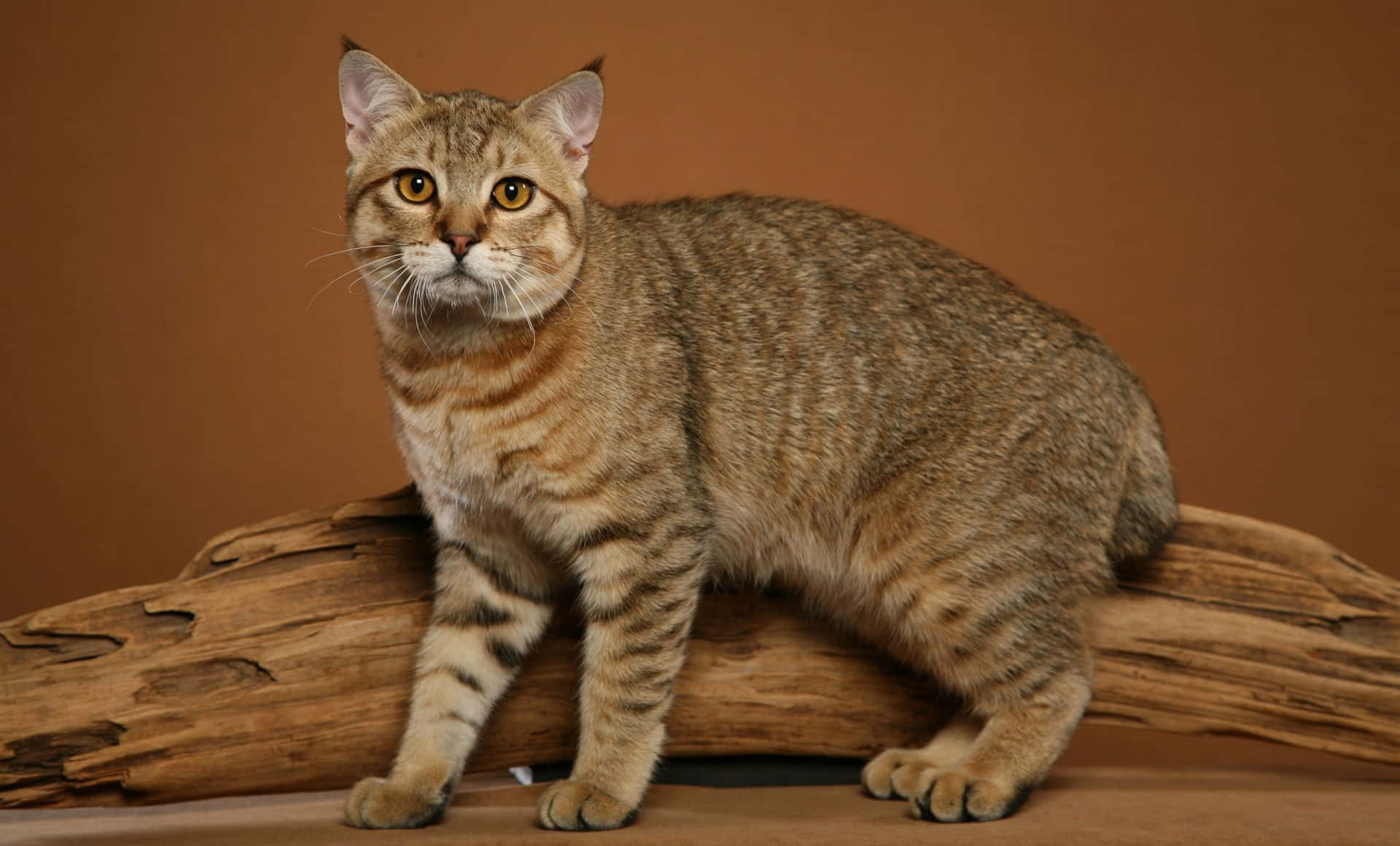 Manx Cat, tabby cat, amber eyes, Full HD Desktop Wallpaper