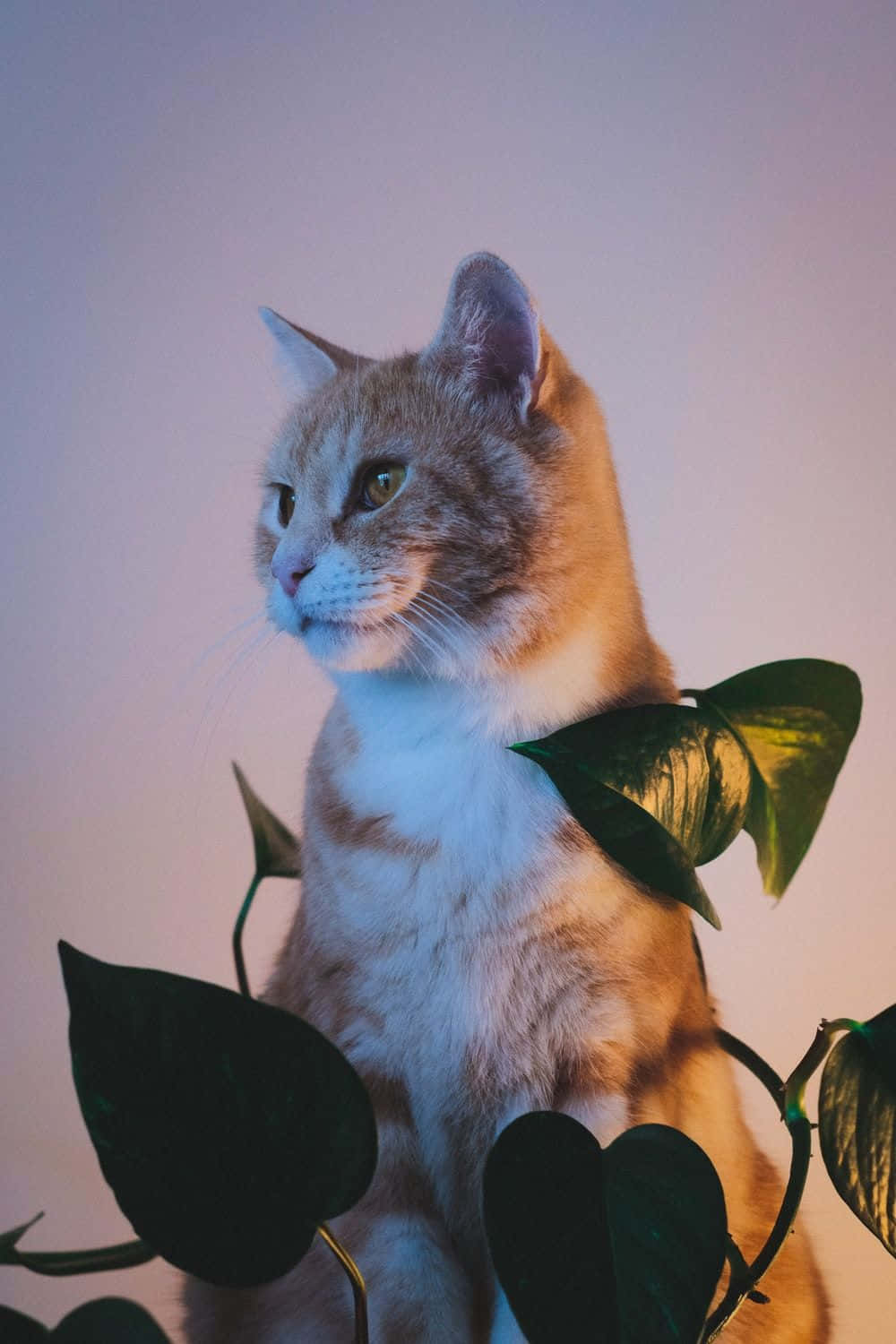 Manx Cat, ginger tabby, dark green leaves, HD Phone Wallpaper