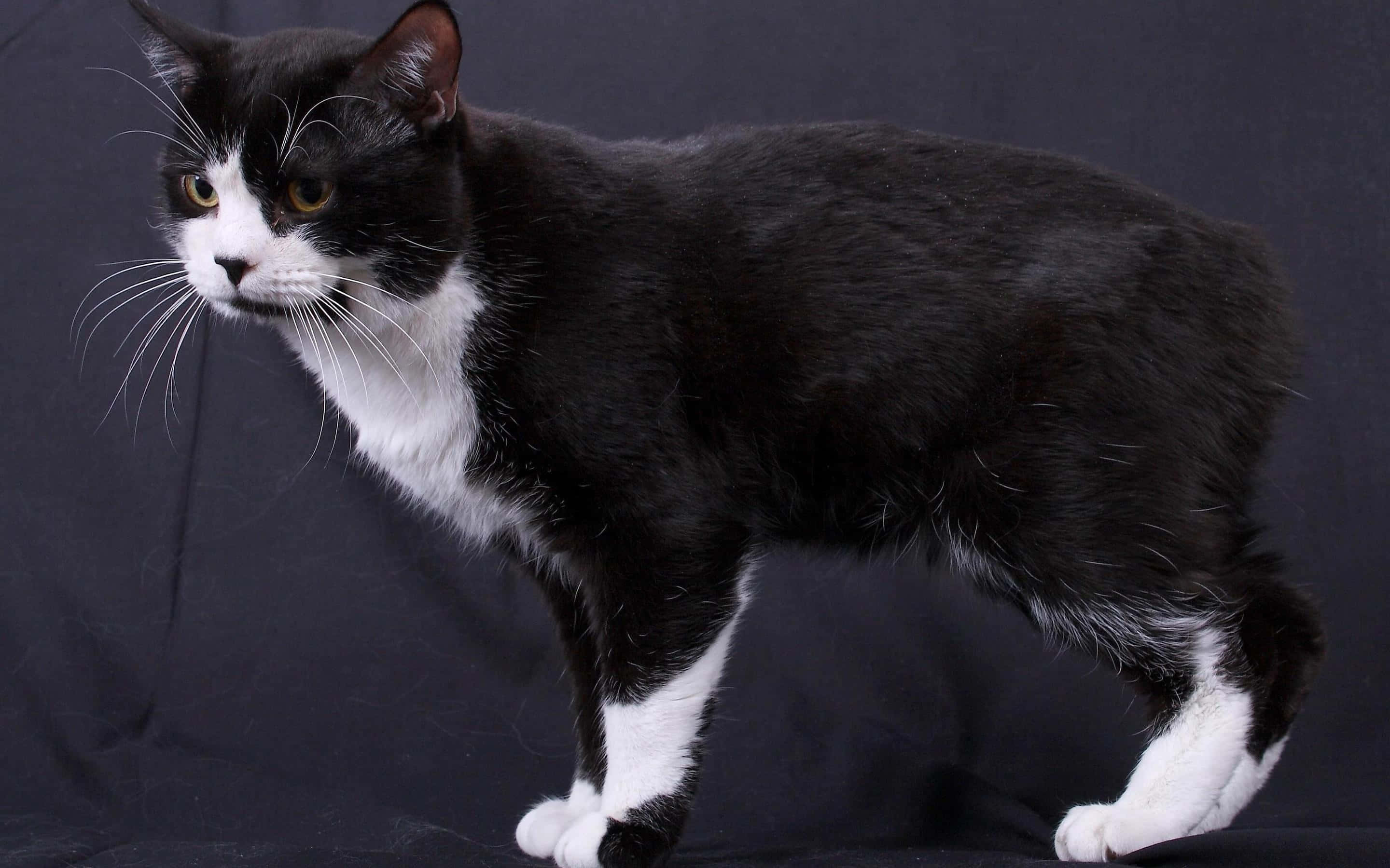 Manx cat, black and white, dark backdrop, 2K Desktop Wallpaper