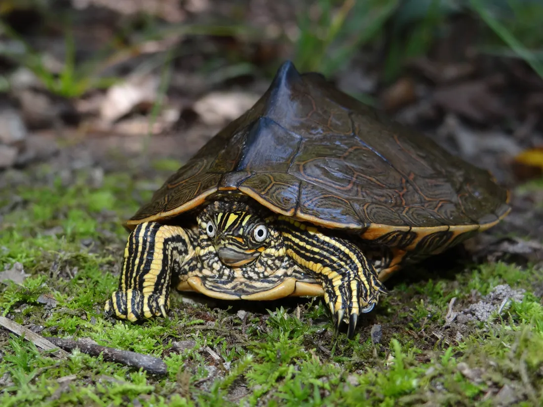 Map Turtle