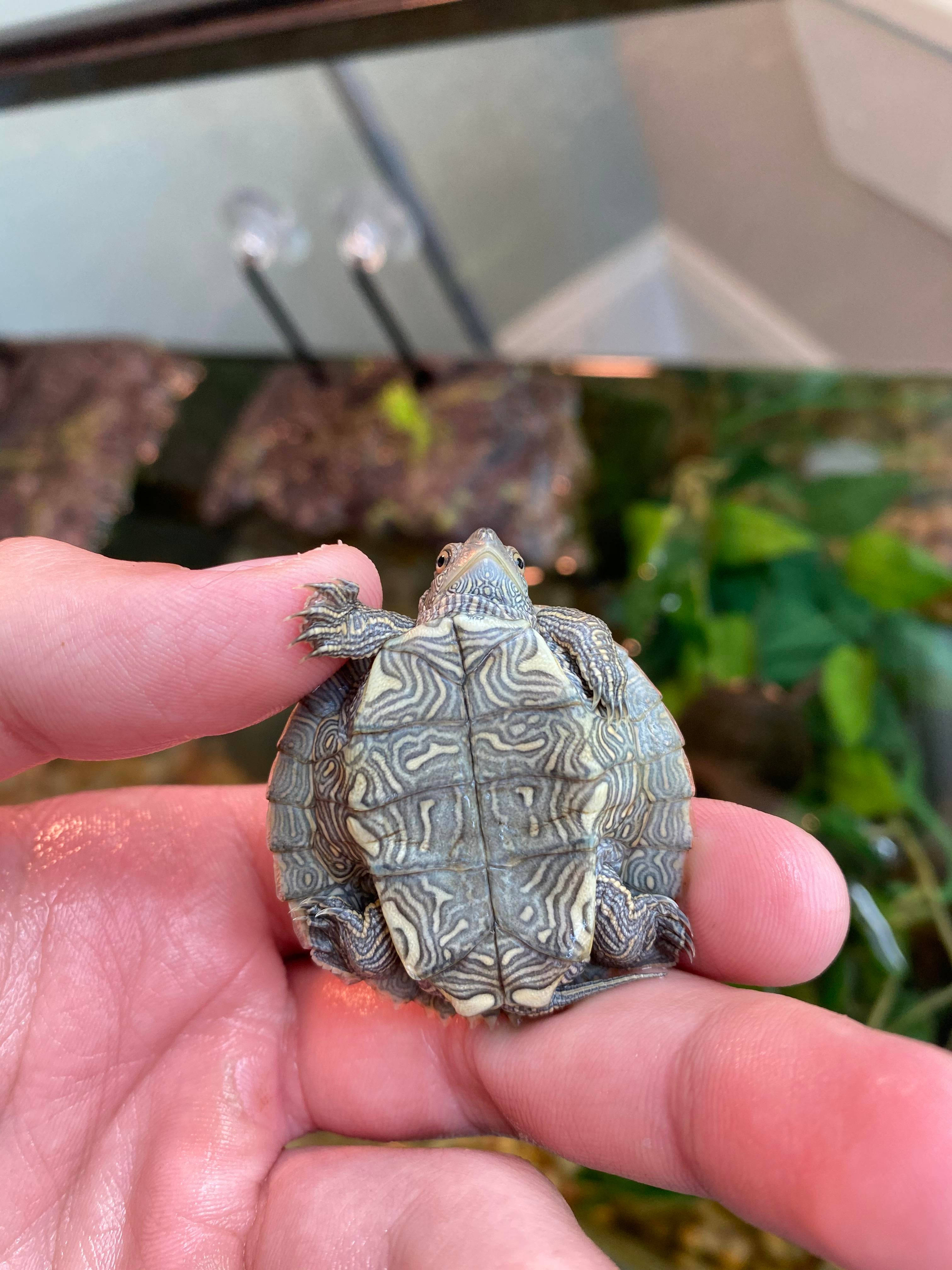 False Map Turtle, underbelly, intricate shell patterns, 4K Phone Wallpaper