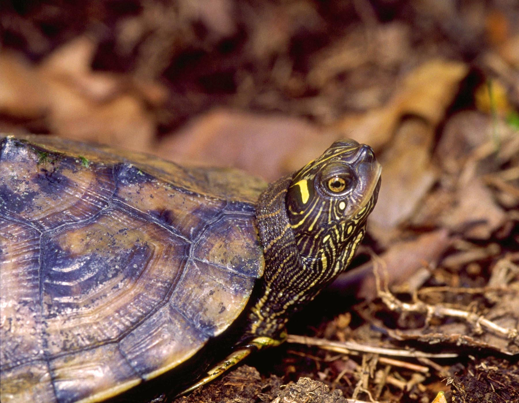 False Map Turtle, painted turtle, yellow stripes, HD Desktop Wallpaper