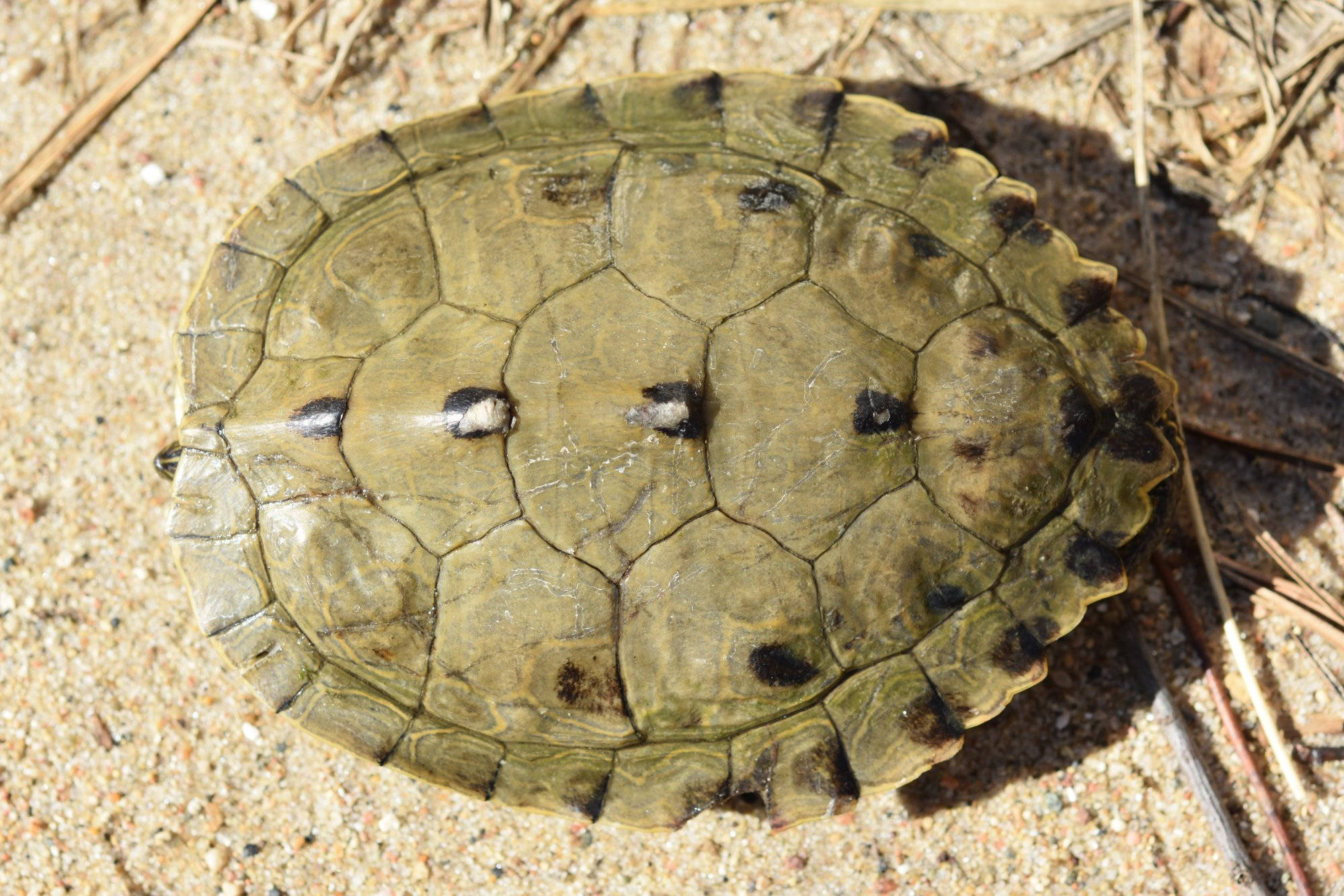 adult male false map turtle, carapace, greenish-brown shell, Full HD Desktop Wallpaper