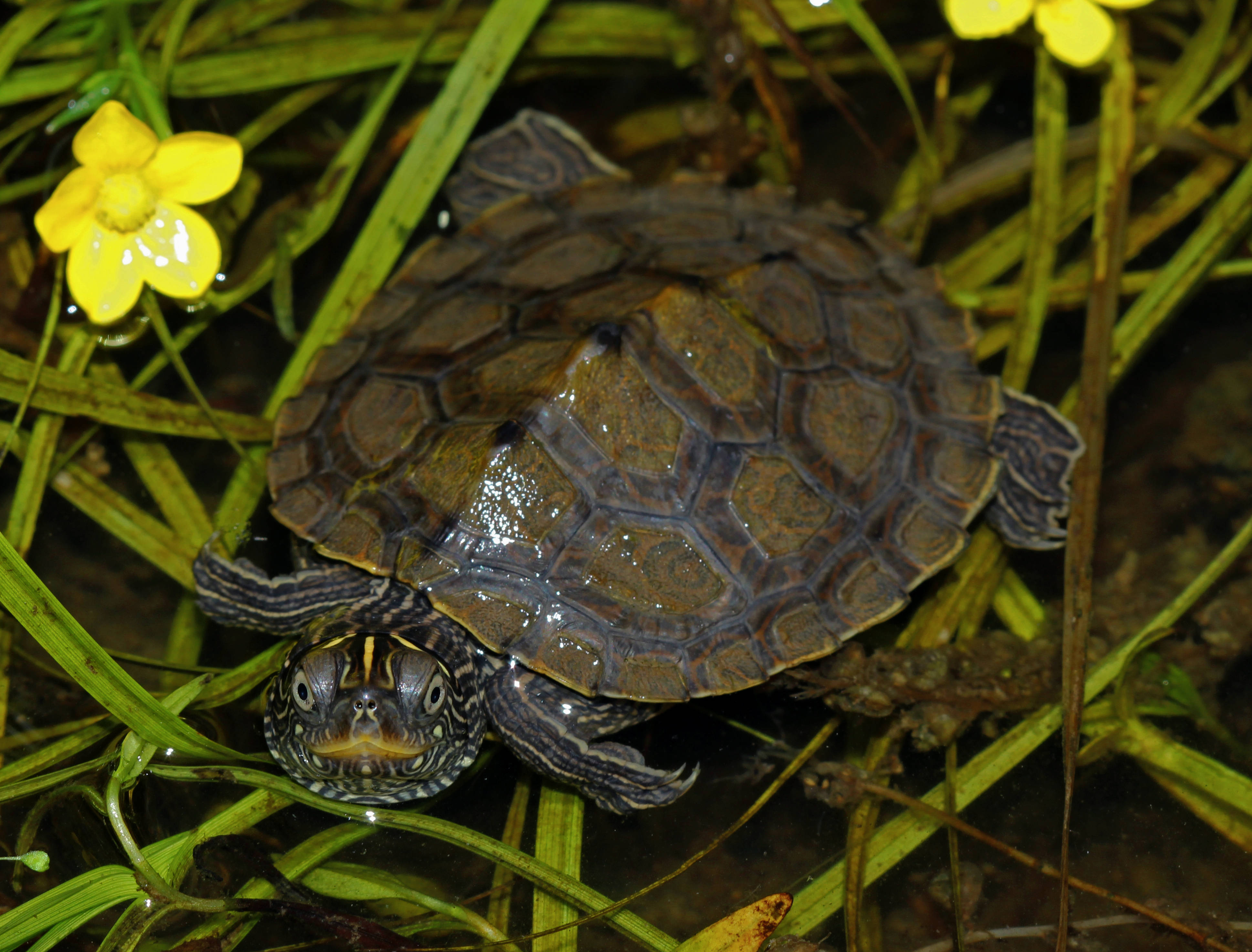 False Map Turtle, green reeds, bright yellow flowers, 4K Desktop Wallpaper