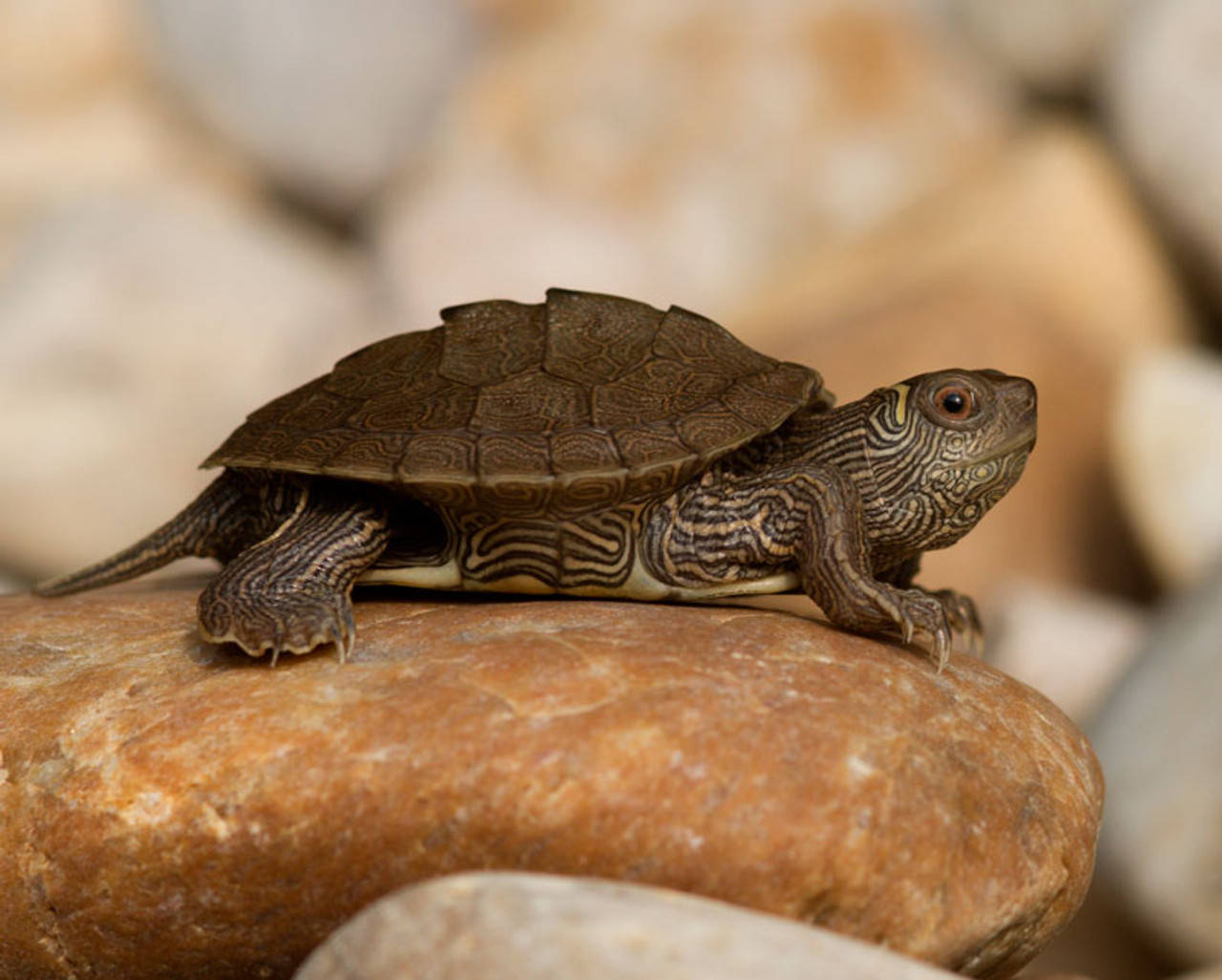 Map Turtle, orange rock, sunlit rock, HD Desktop Wallpaper
