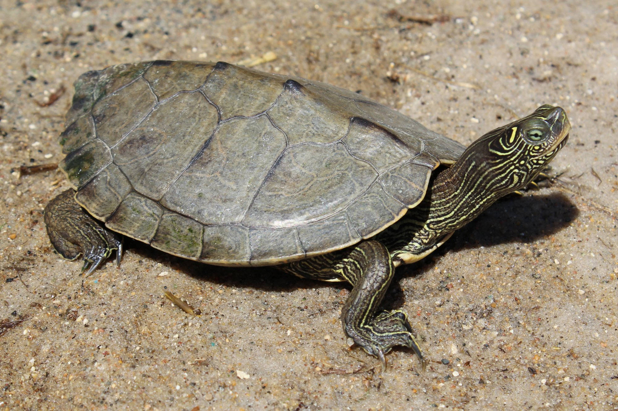 False Map Turtle, yellow-bellied slider turtle, sunlit sandy ground, Full HD Desktop Wallpaper