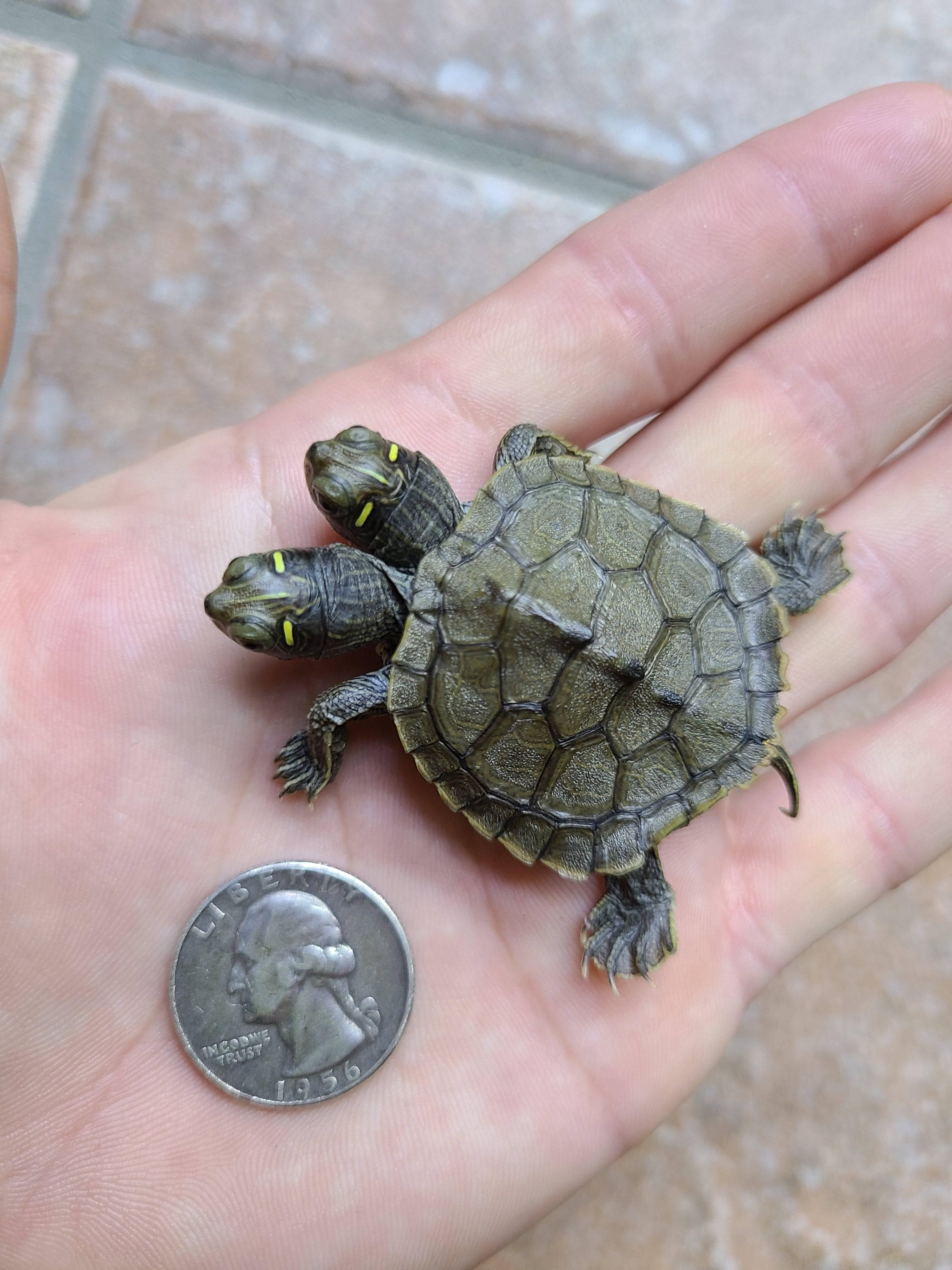two-headed false map turtle, quarter, palm, 4K Phone Wallpaper