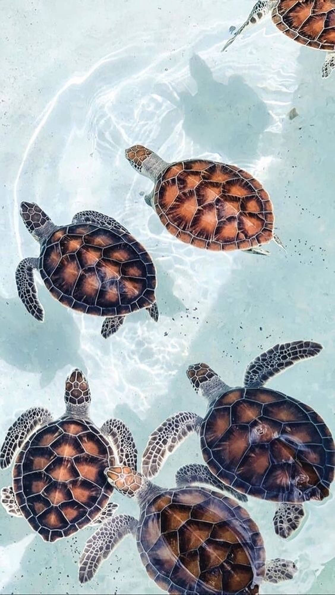 teal blue aesthetic turtle, sea turtles, clear turquoise water, Full HD Phone Wallpaper