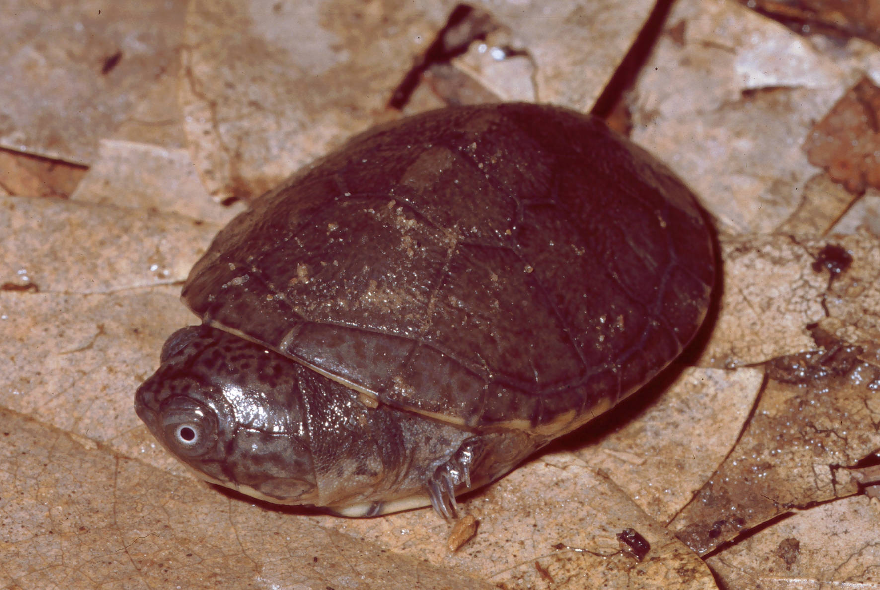 mud turtle, round shell, damp brown fallen leaves, HD Desktop Wallpaper