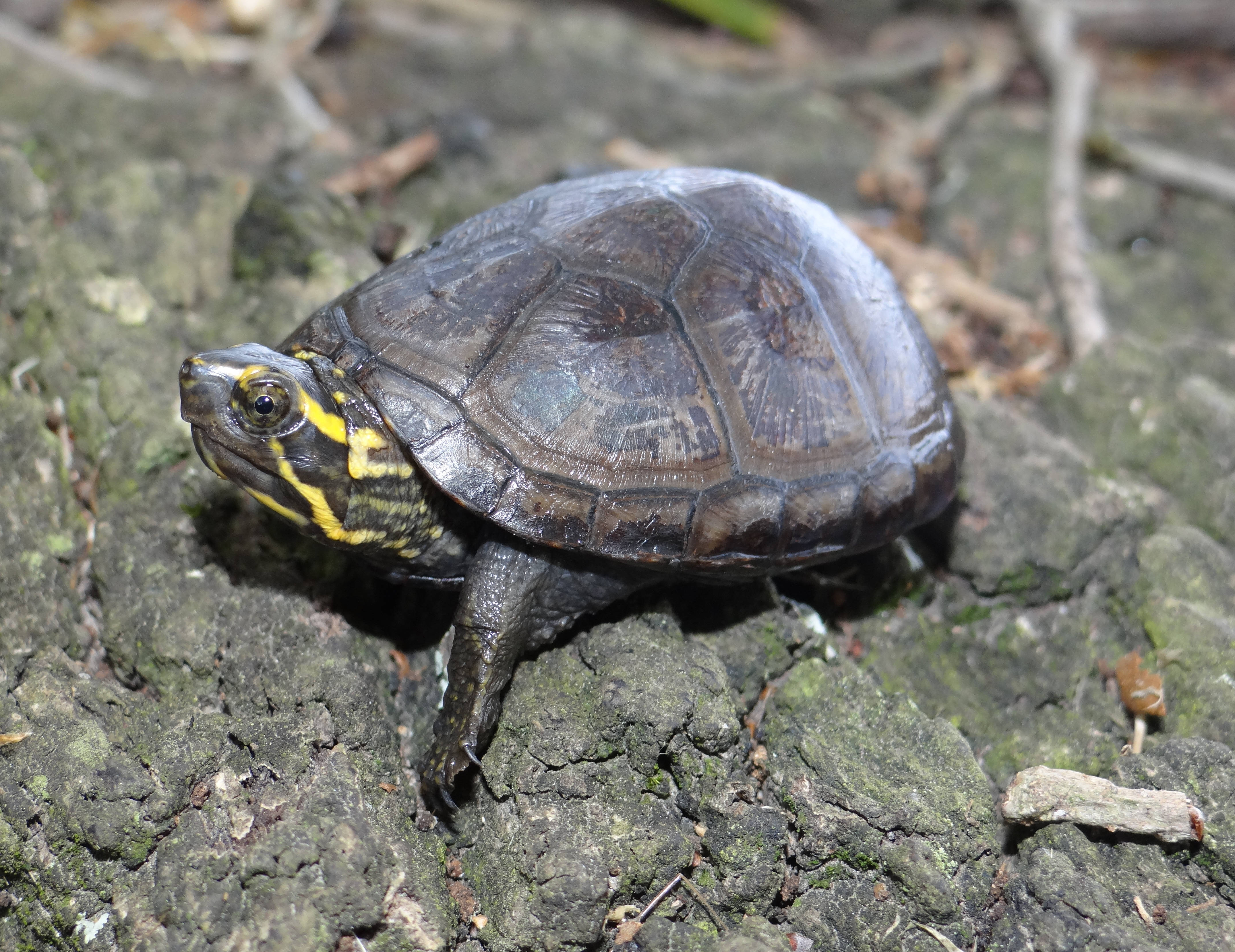 mud turtle, dark brown shell, yellow stripes, 4K Desktop Wallpaper