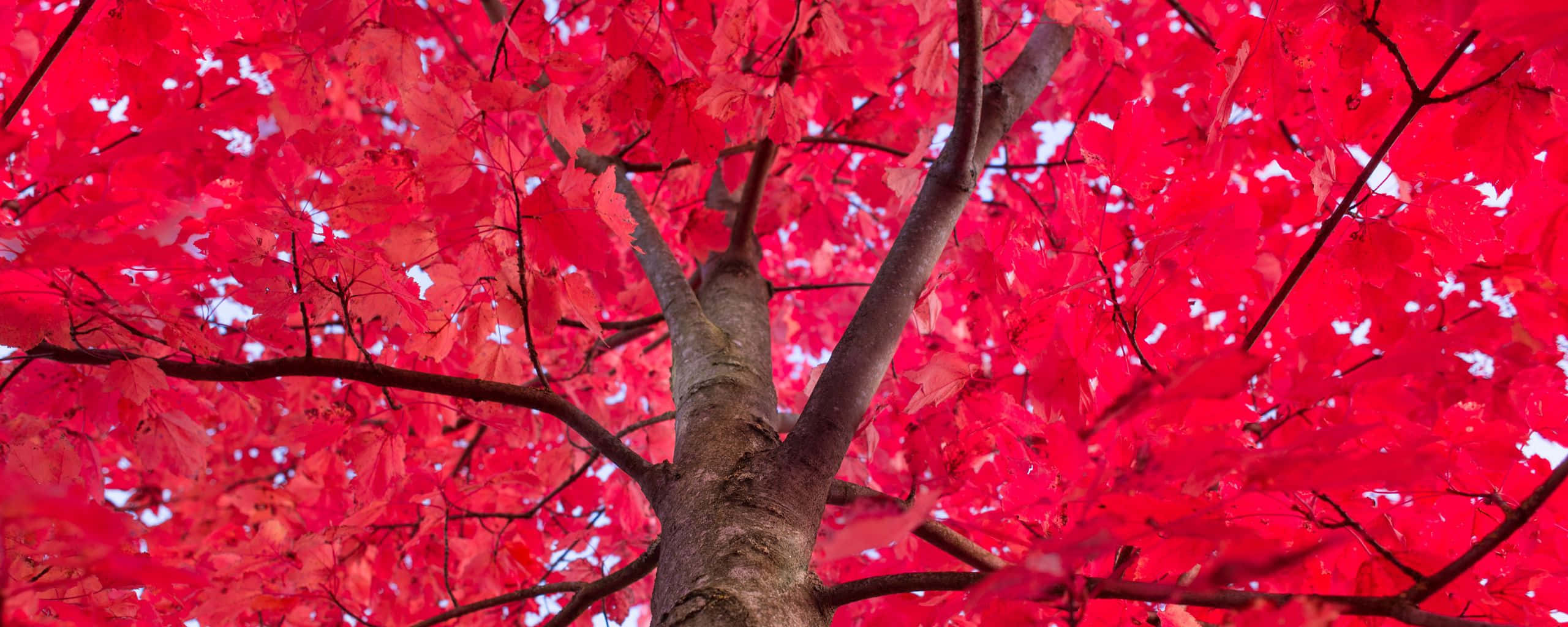 red, ultra wide hd, maple leaves, 2K Desktop Wallpaper