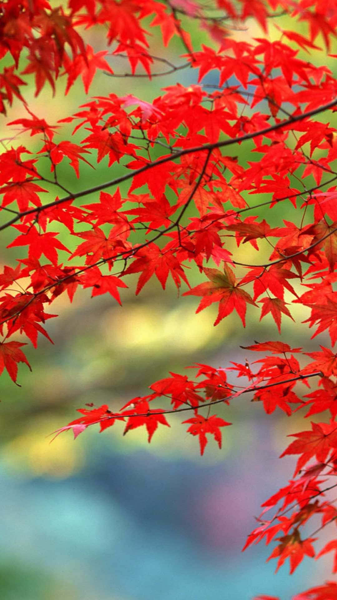 Vibrant red maple leaves, branches, soft blurred background, Full HD Phone Wallpaper