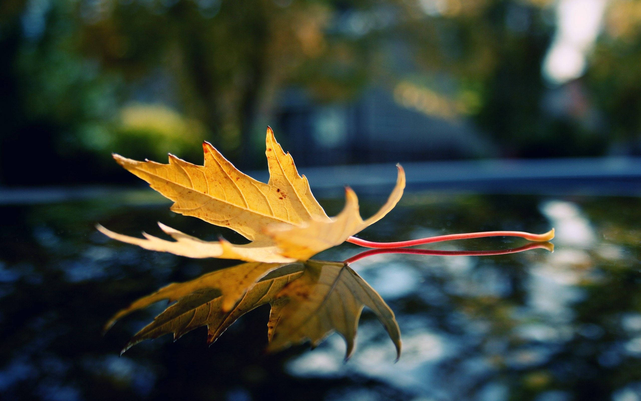 red maple leaf, golden maple leaf, water, 2K Desktop Wallpaper