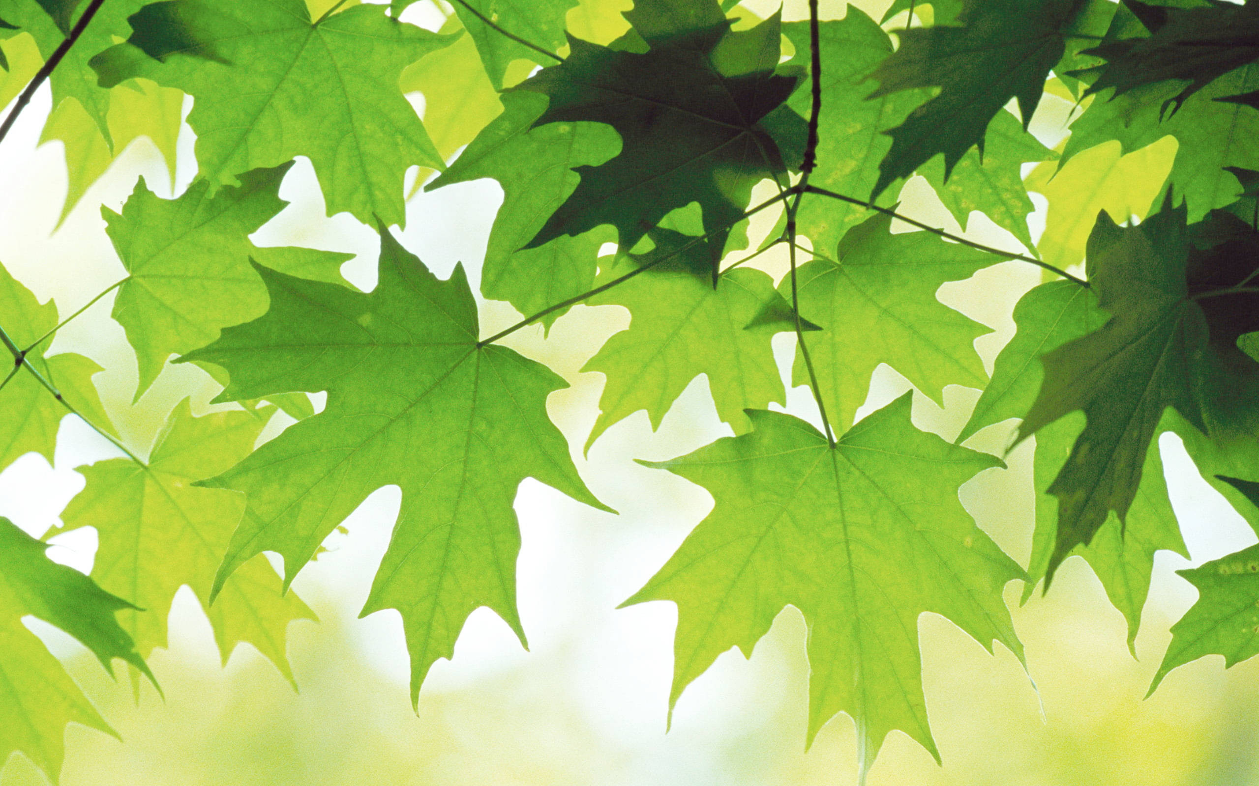 Maple, green leaves, sunlight, 2K Desktop Wallpaper