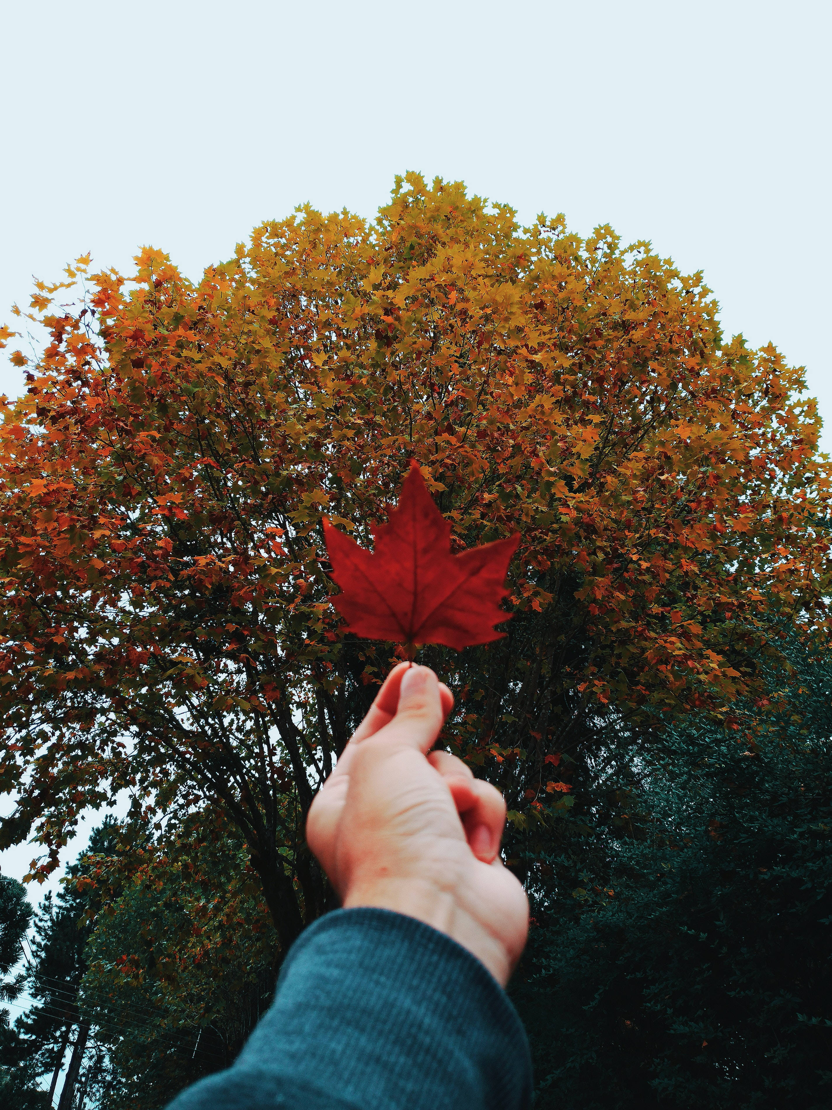 maple leaf, autumnal trees, golden foliage, 2K Phone Wallpaper