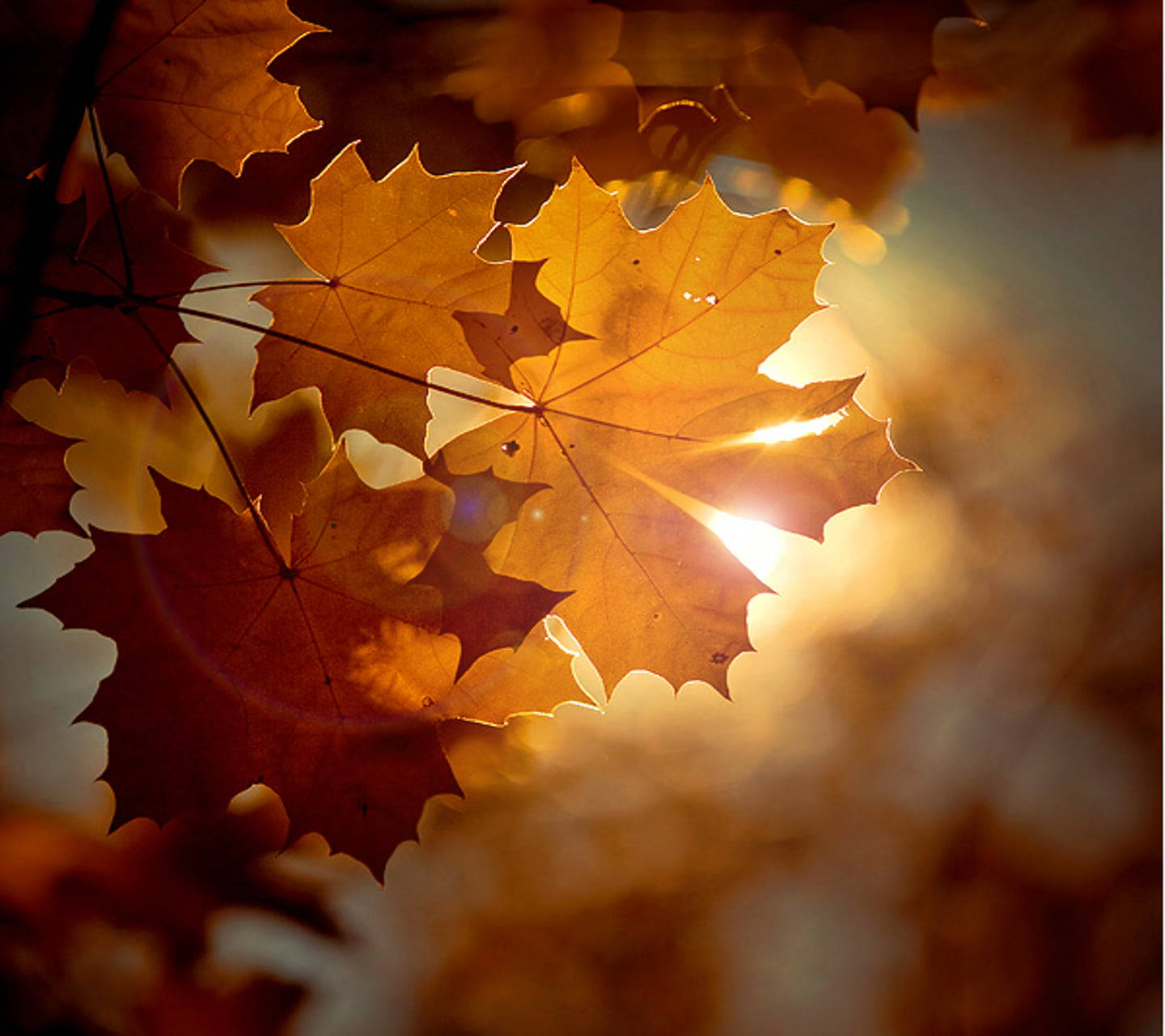 maple leaves, sunlight, autumn scene, HD Desktop Wallpaper