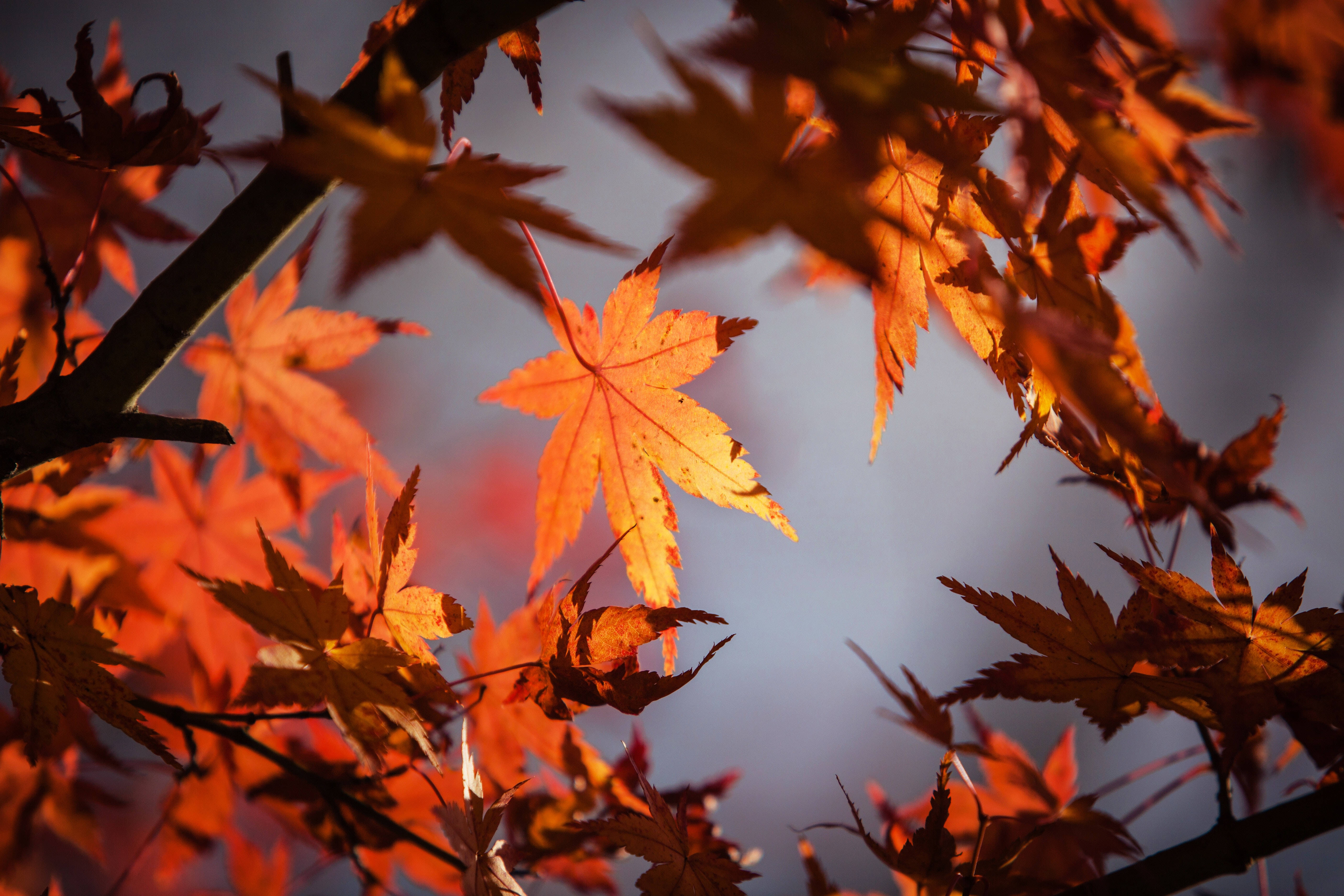maple, orange maple leaves, branches, 5K Desktop Wallpaper