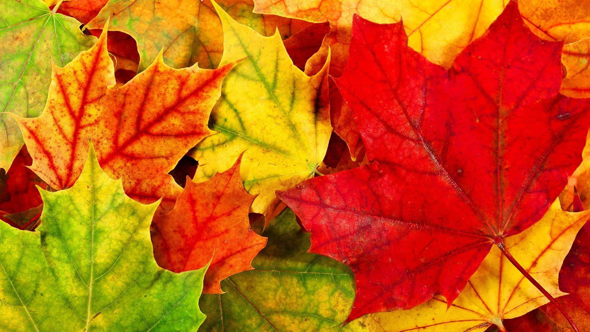 cute leaves, Maple Leaves, red, Full HD Desktop Wallpaper