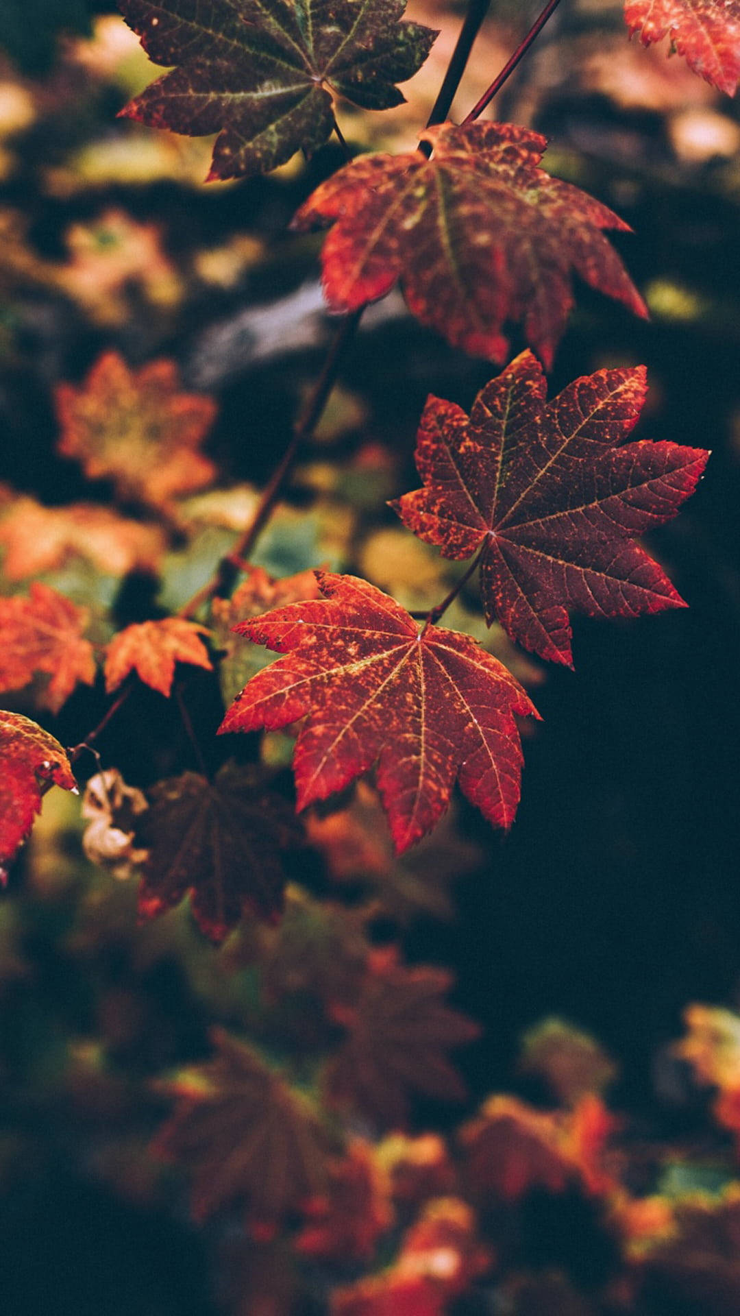 Twin Maples Leaves, vibrant red maple leaves, golden veins, Full HD Phone Wallpaper