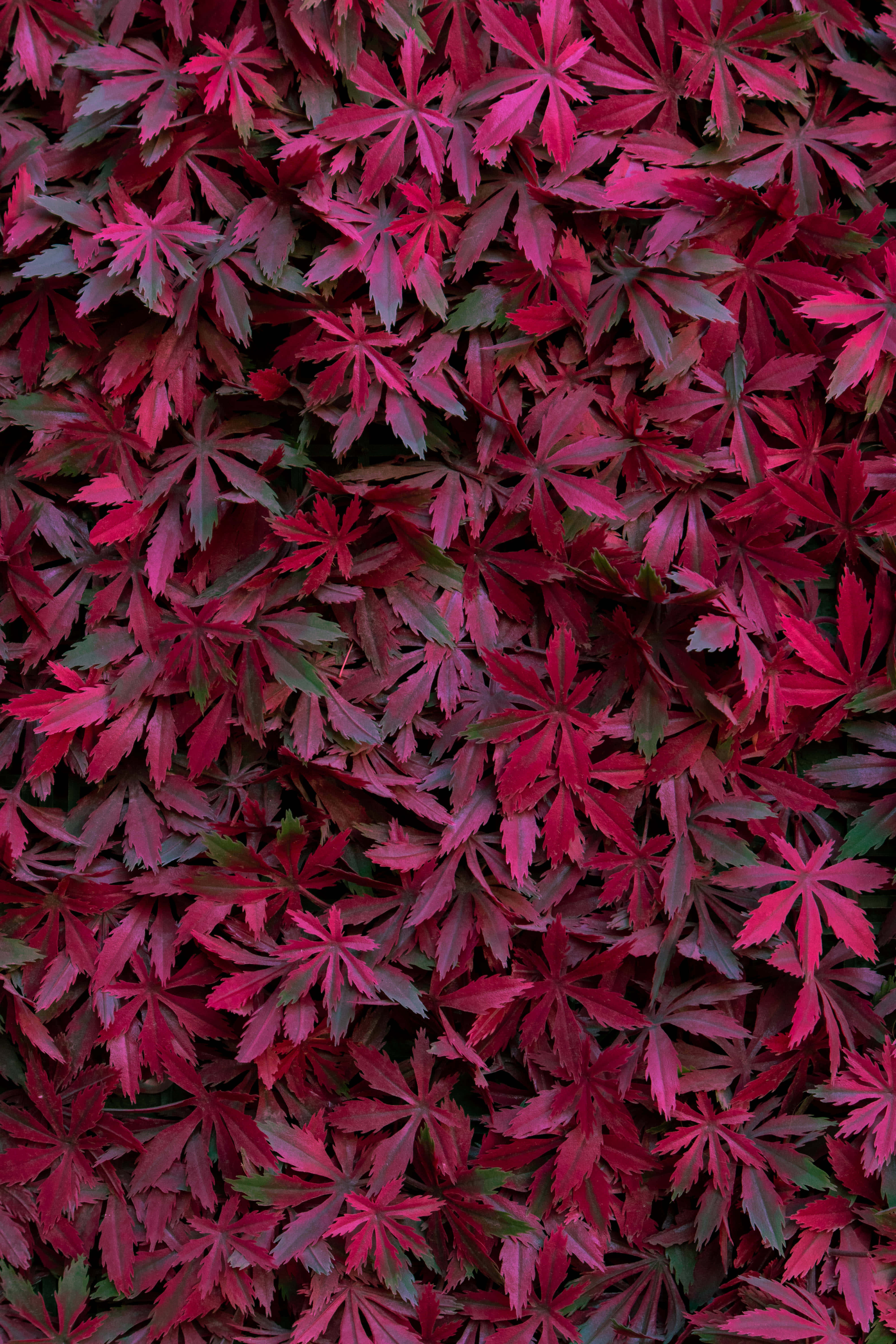 burgundy maple leaves, vibrant red star-shaped leaves, subtle green undertones, 5K Phone Wallpaper