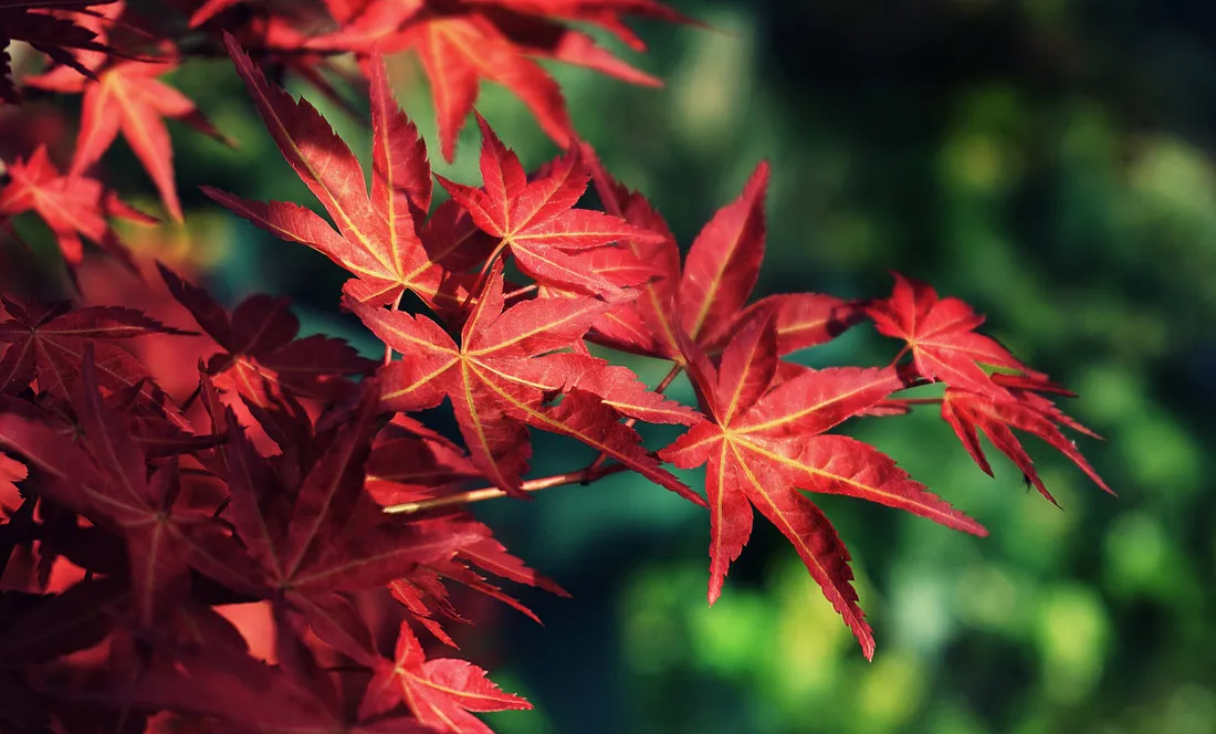 Maples Leaves