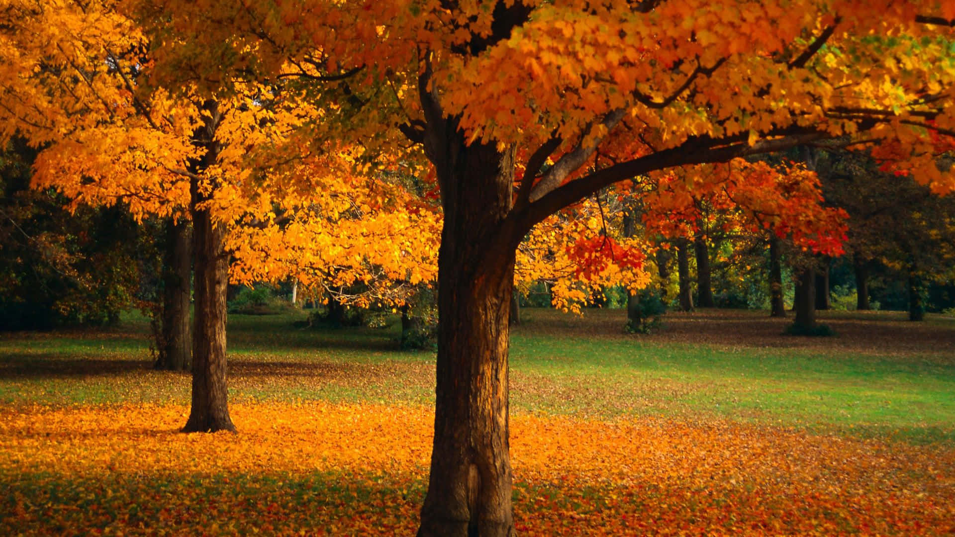 Autumn Oak Trees, Orange Leaves, Golden maple trees, Full HD Desktop Wallpaper