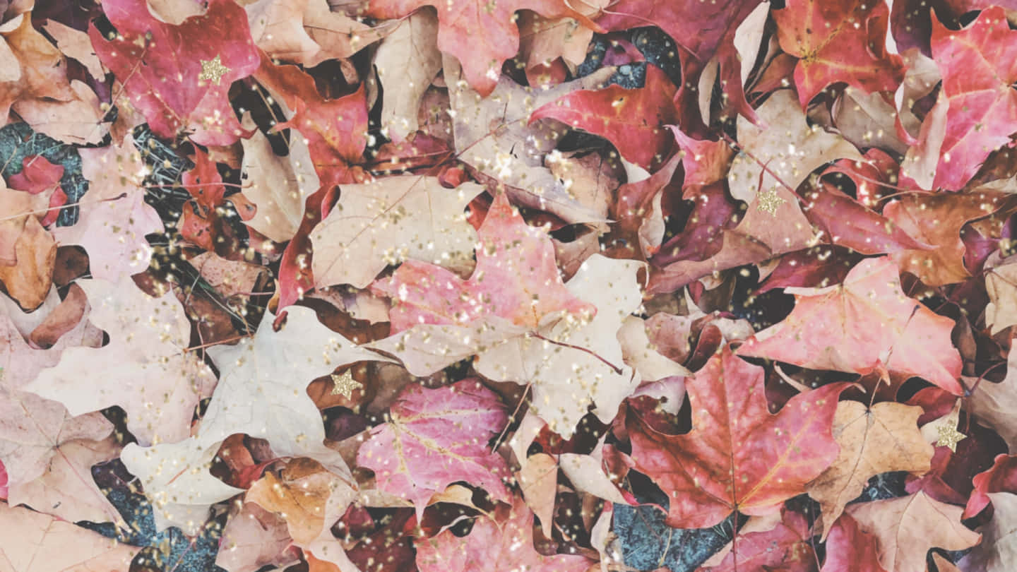 autumn maple leaves, warm reds, pinks, HD Desktop Wallpaper