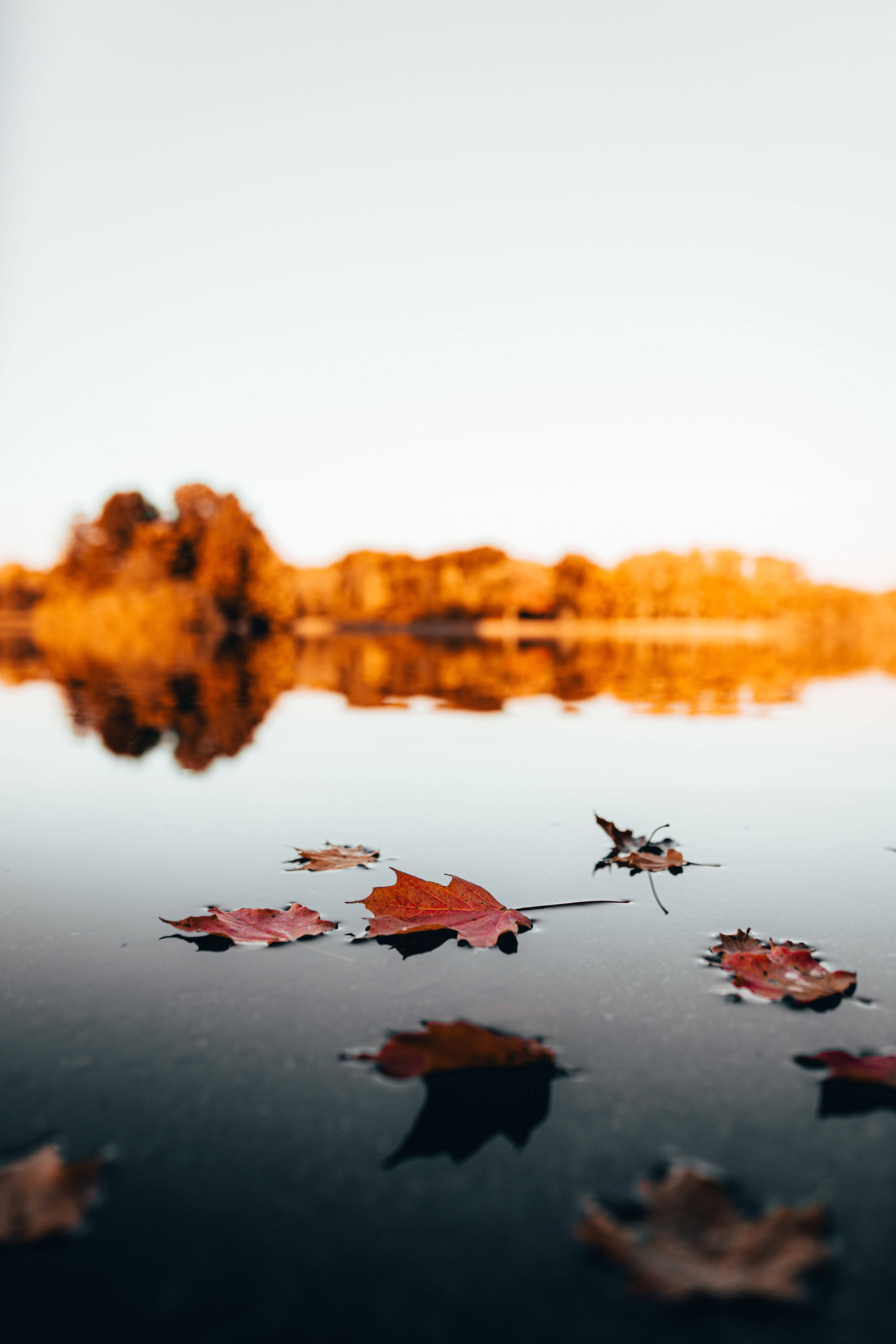 Maples Leaves, lake, golden trees, 5K Phone Wallpaper