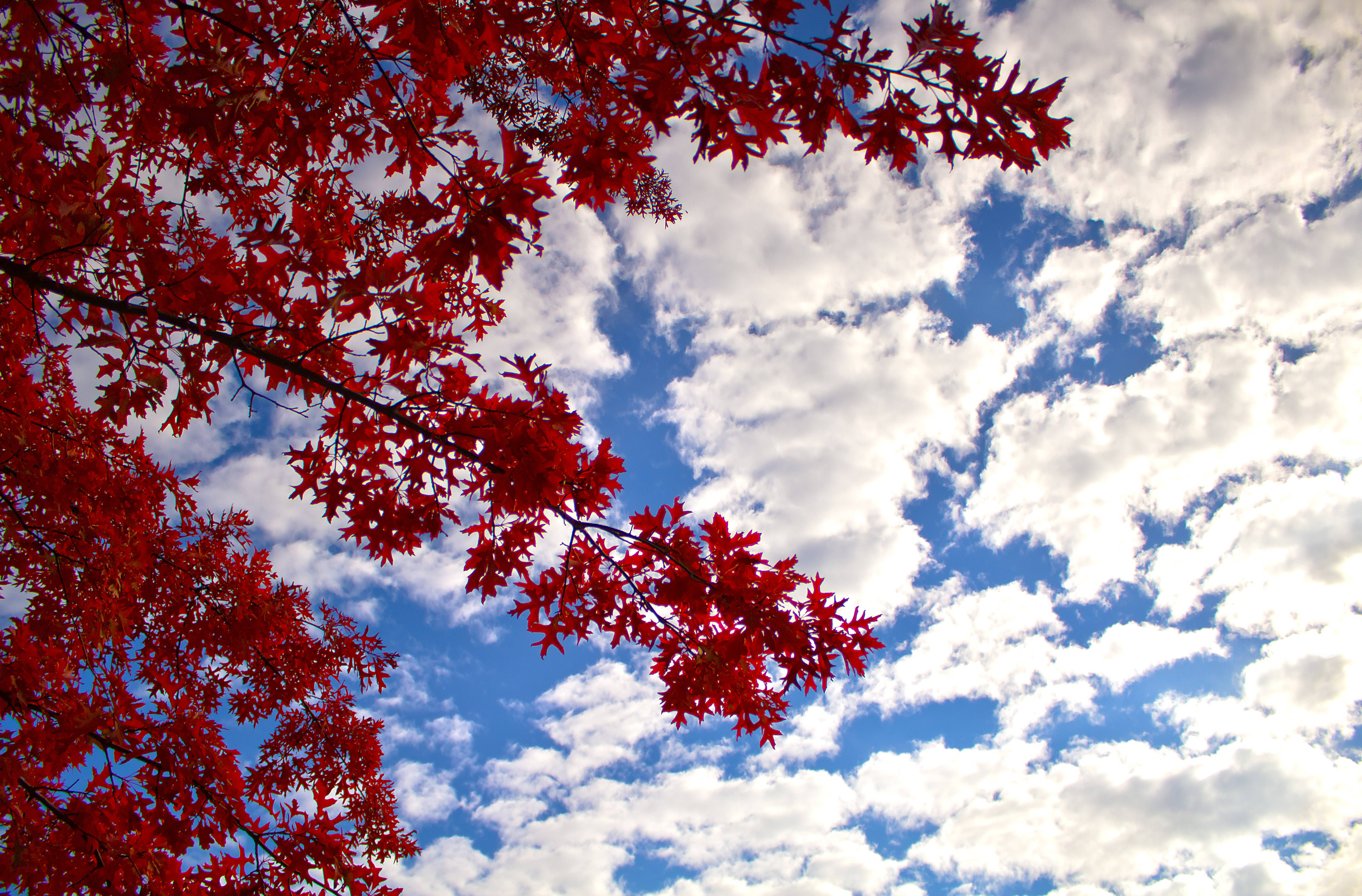 Maples Leaves, blue sky, fluffy white clouds, 5K Desktop Wallpaper