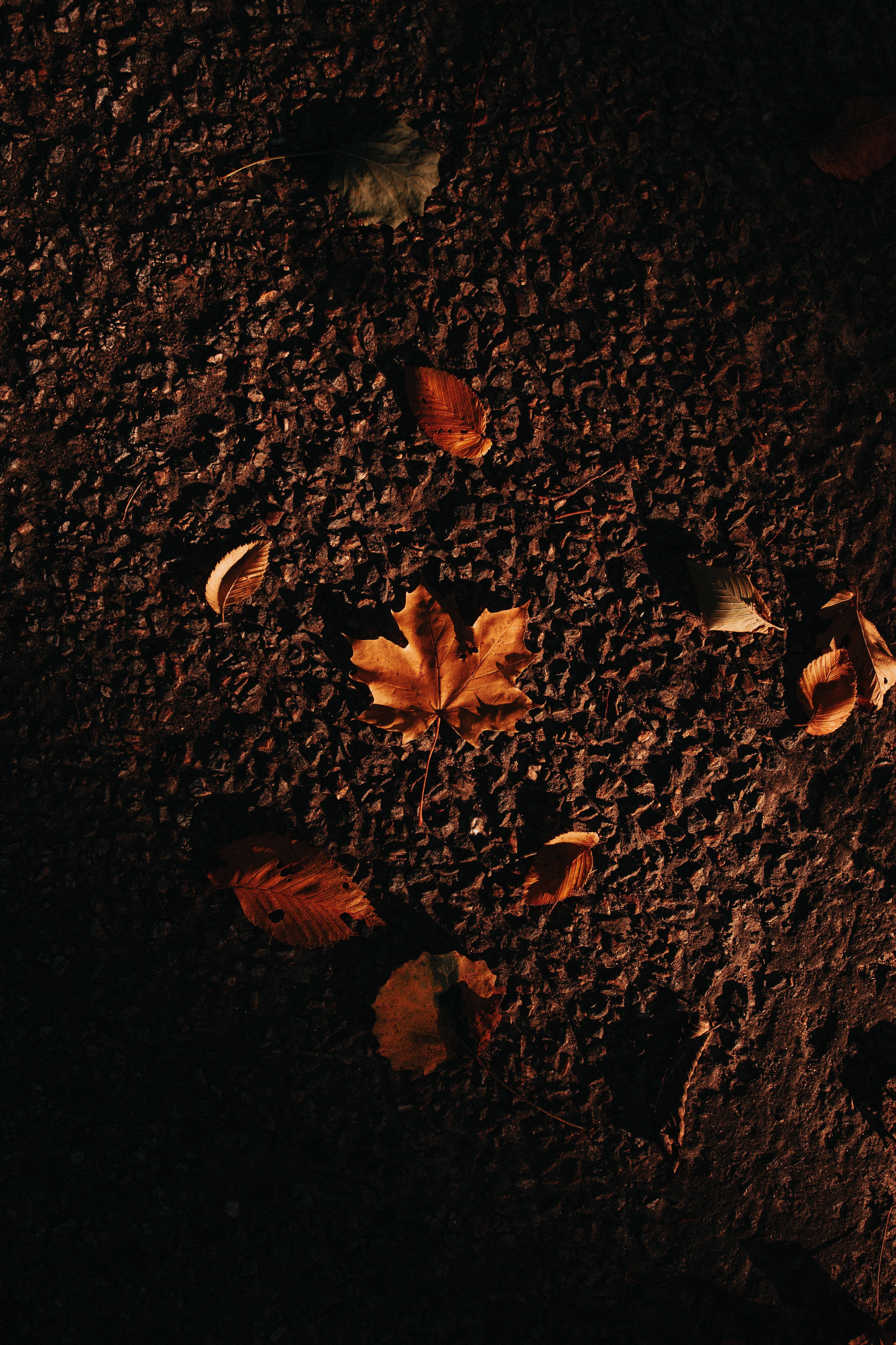 maples leaves, autumn leaves, dark textured ground, 5K Phone Wallpaper