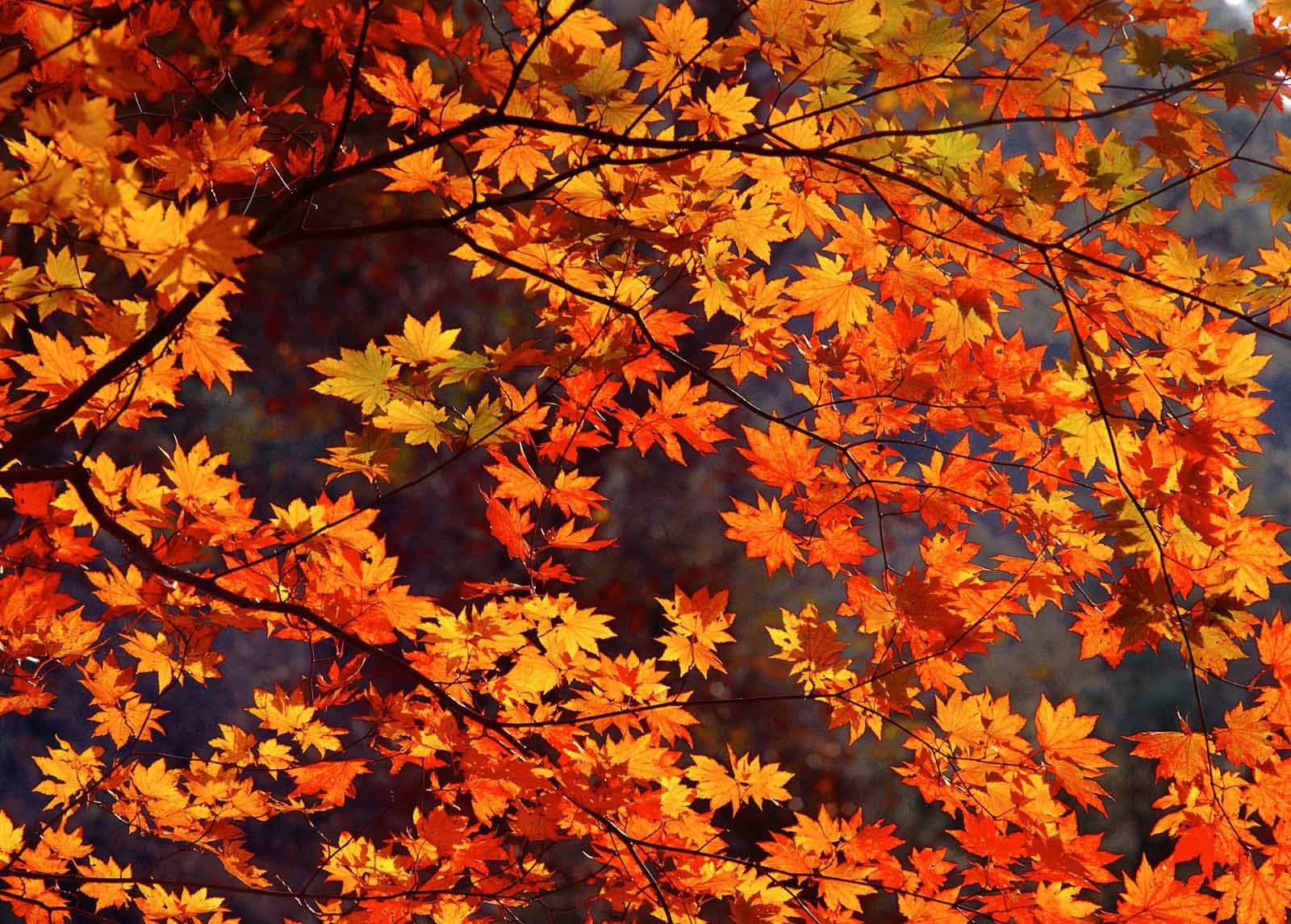 maple leaves, vibrant orange, yellow, HD Desktop Wallpaper