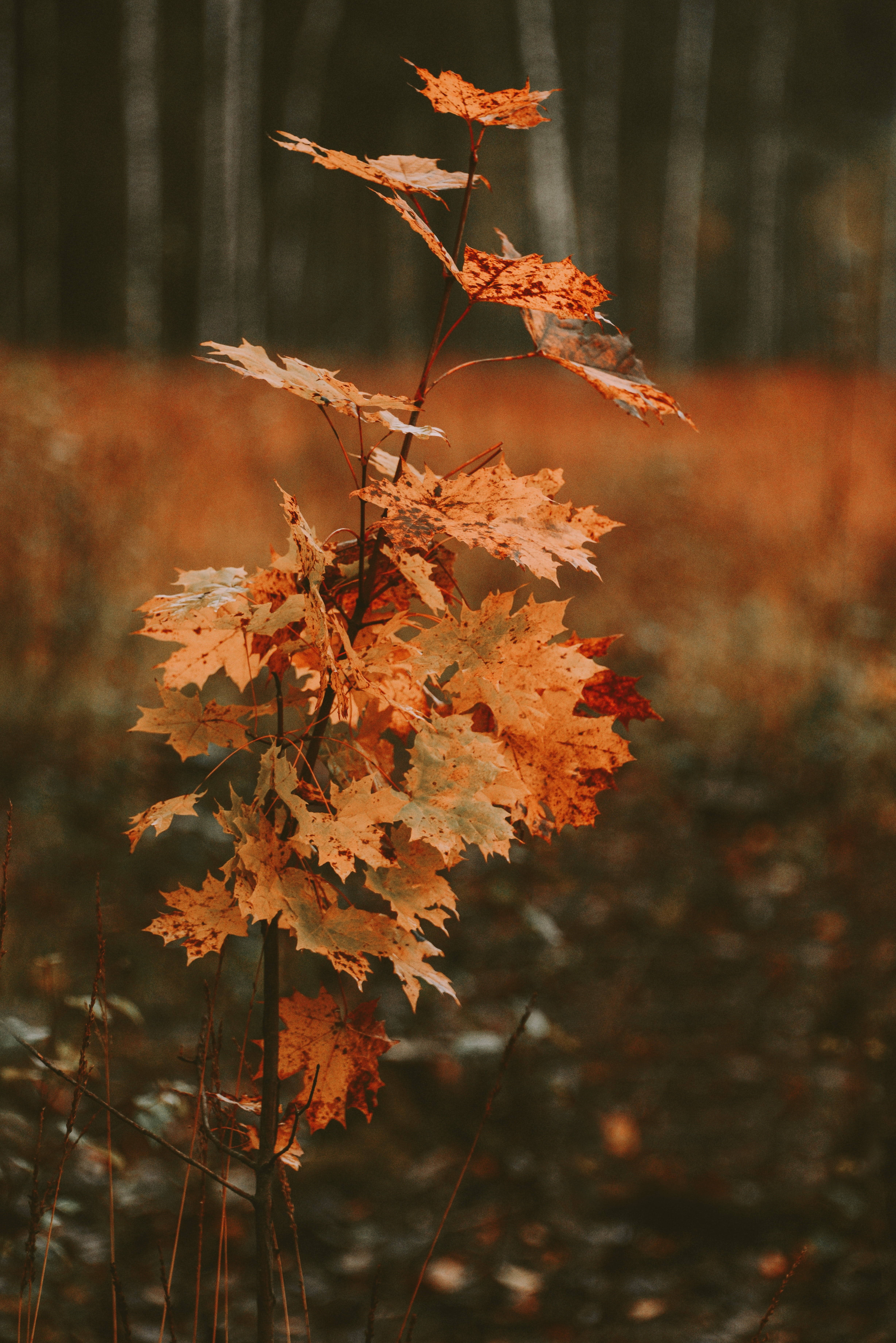 tiny tree, maples leaves, slender maple sapling, 5K Phone Wallpaper