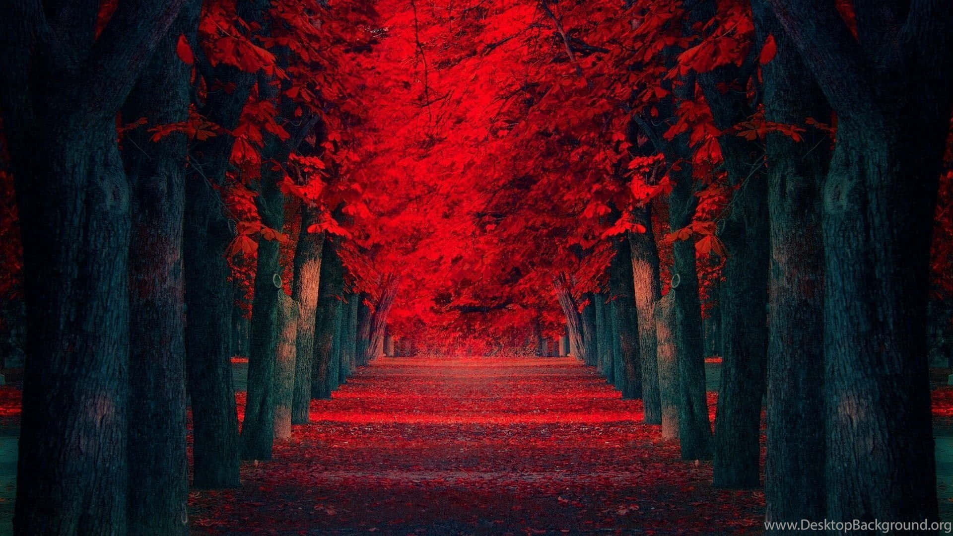 extreme red maple pathway, vivid red leaves, crimson sky, Full HD Desktop Wallpaper