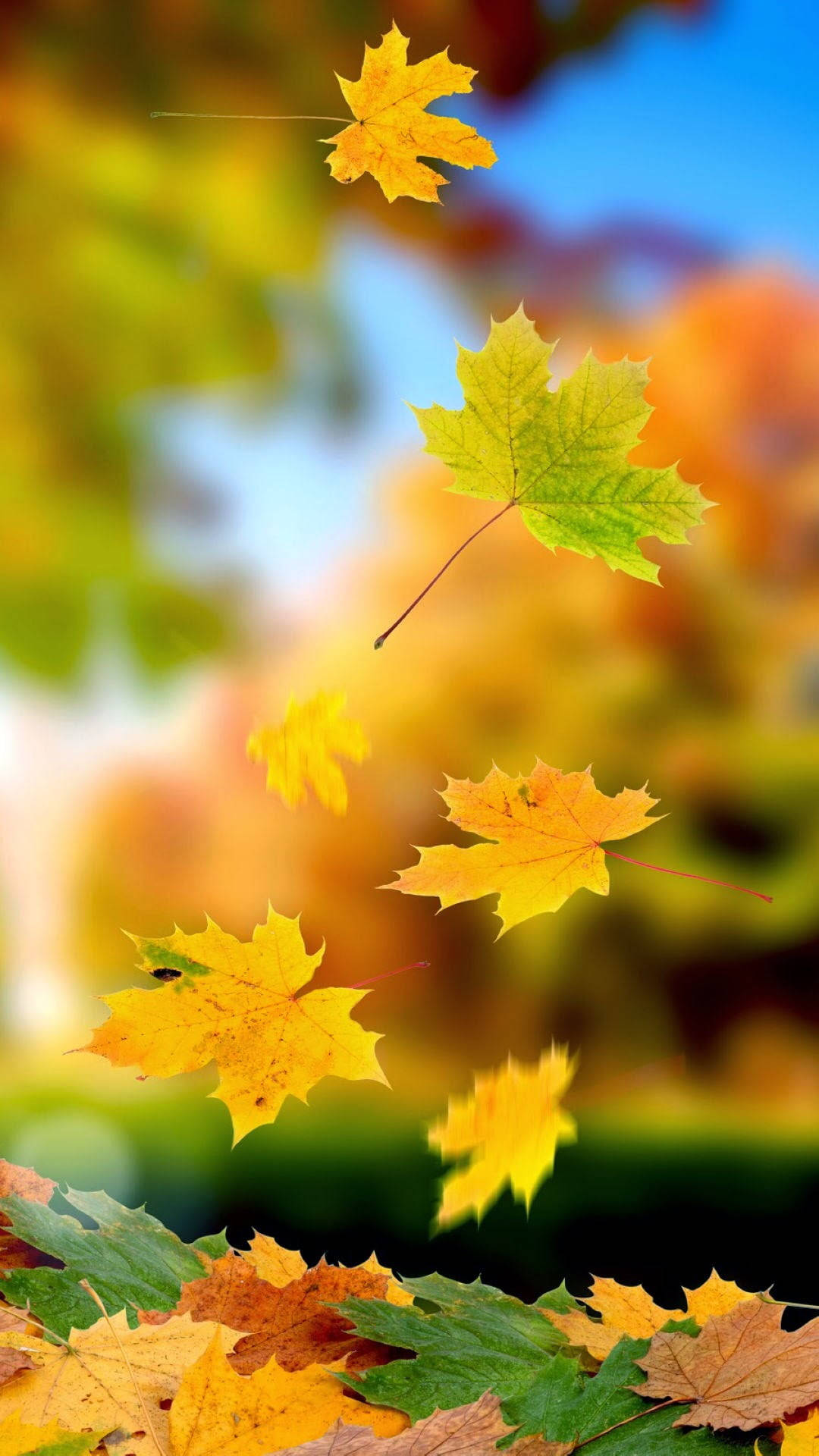 Falling Maples Leaves, autumn maple leaves, blue sky, Full HD Phone Wallpaper