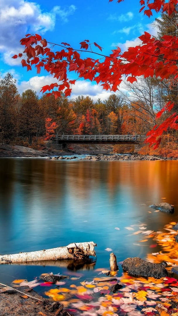 maple leaves, serene autumn river, wooden bridge, SD Phone Wallpaper