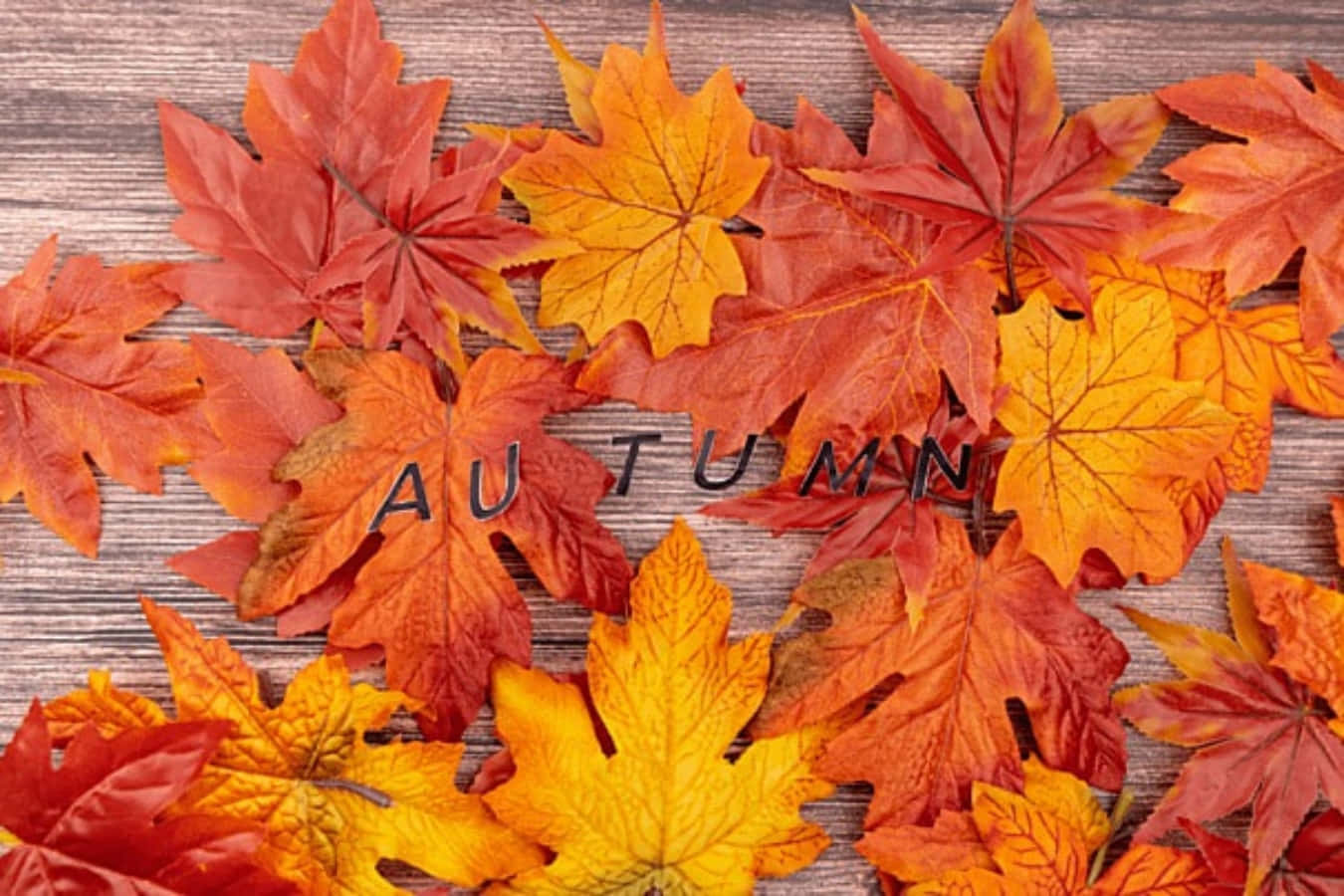 Red And Orange Maple Leaves, fiery reds and yellows, rustic wooden surface, HD Desktop Wallpaper