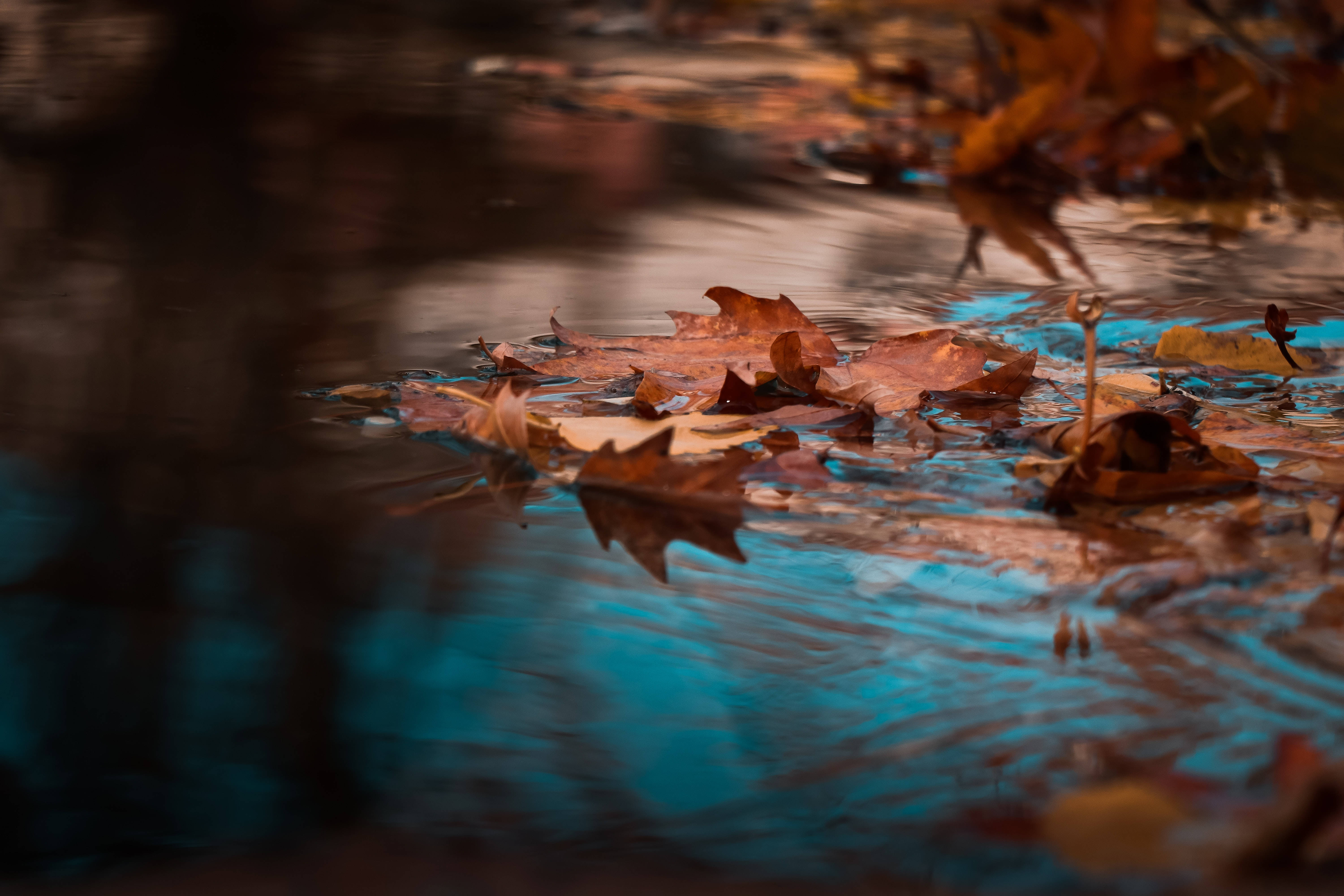 Maples Leaves, stream, autumn leaves, 5K Desktop Wallpaper